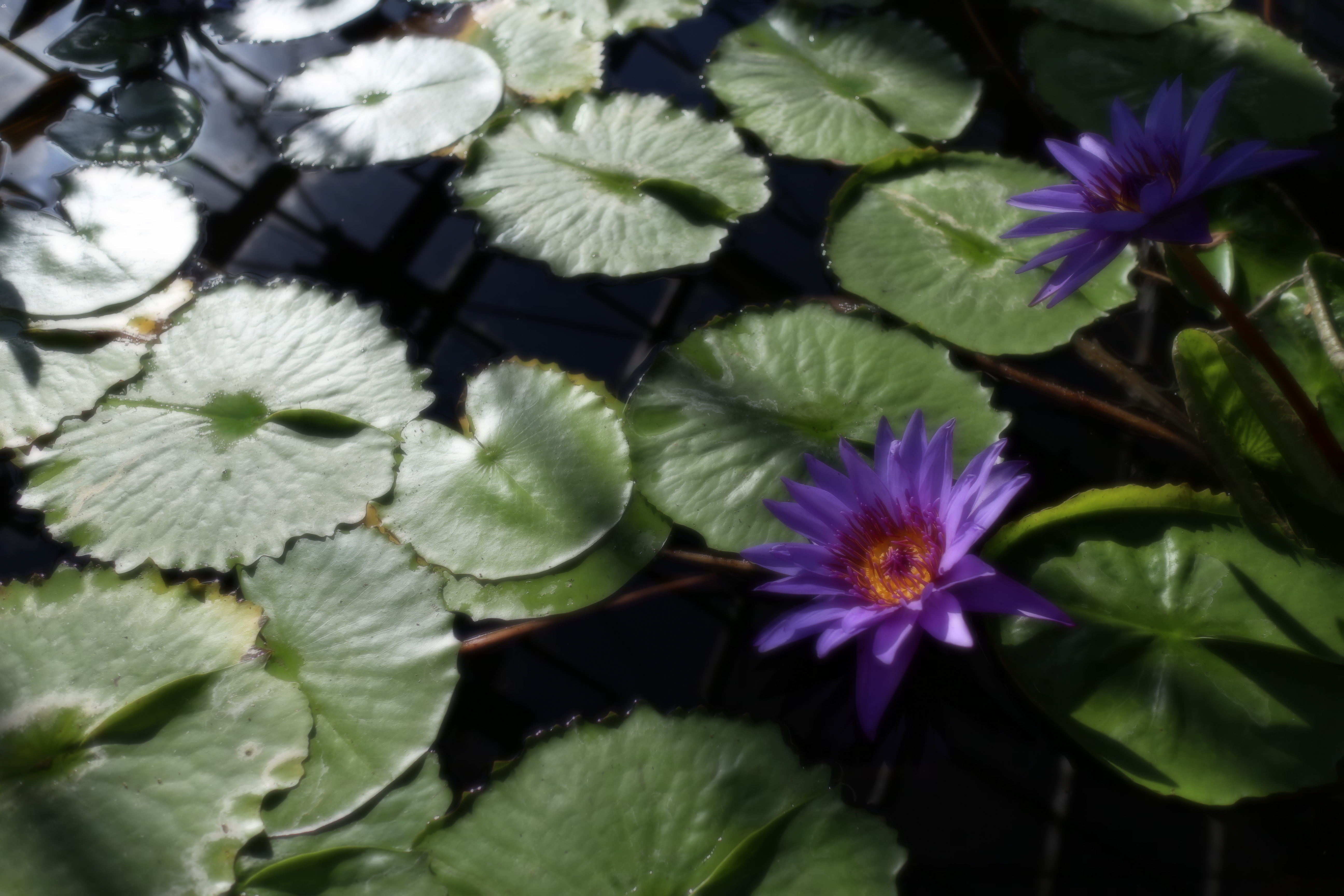 <b>ピントの芯はちゃんとあって、けれど、ふわっと柔らかい。けっこういいソフト加減だと思う。EOS M / EF-M 22mm F2 STM / 5,184×3,456 / ソフトフォーカス（ぼかし具合: 標準） / 1/2,000秒 / F2.8 / -1EV / ISO100 / WB: オート</b>