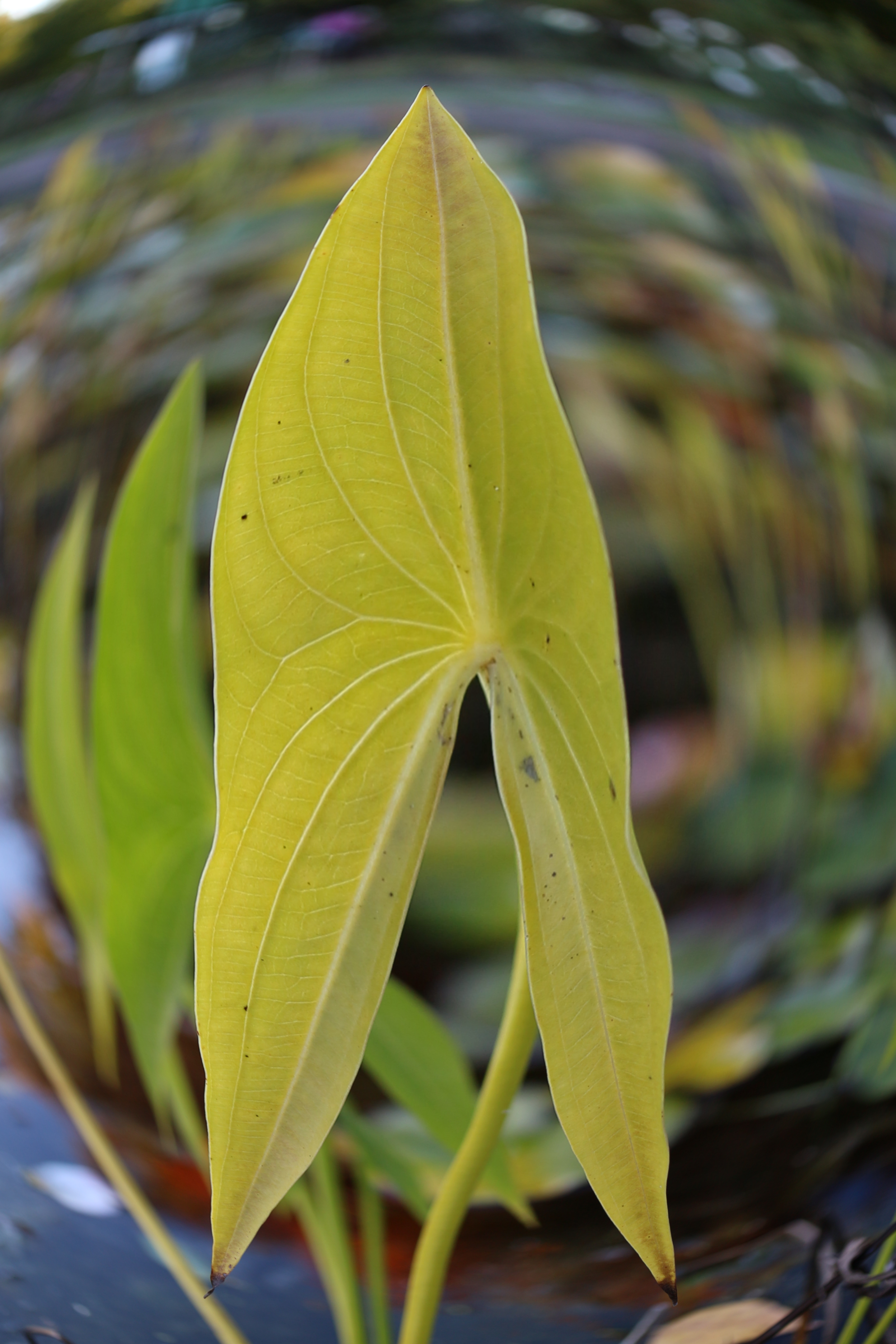 <b>魚眼風は被写体選びが難しい。魚眼風ってだけで、画角は狭いし、背景もきっちりボケるし。EOS M / EF-M 22mm F2 STM / 5,184×3,456 / 魚眼風（効果: 強め） / 1/125秒 / F2.8 / 0EV / ISO100 / WB: オート</b>