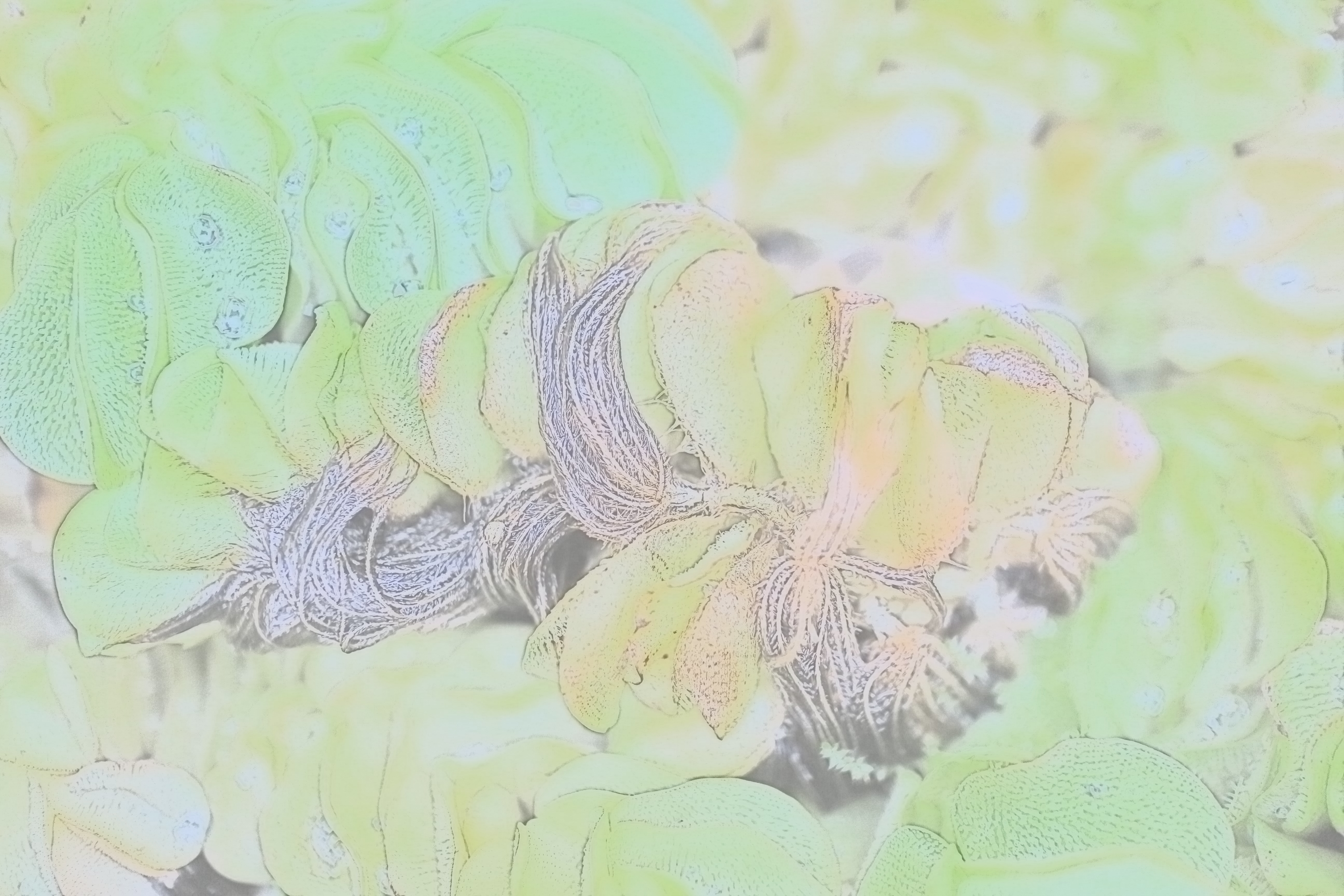 <b>見慣れないものを水彩風で撮ると、ものすごく得体の知れない画になりやすい。一応、これも植物なんですけどね。EOS M / EF-M 22mm F2 STM / 5,184×3,456 / 水彩風（効果: 淡い） / 1/160秒 / F2.2 / 0EV / ISO400 / WB: オート</b>