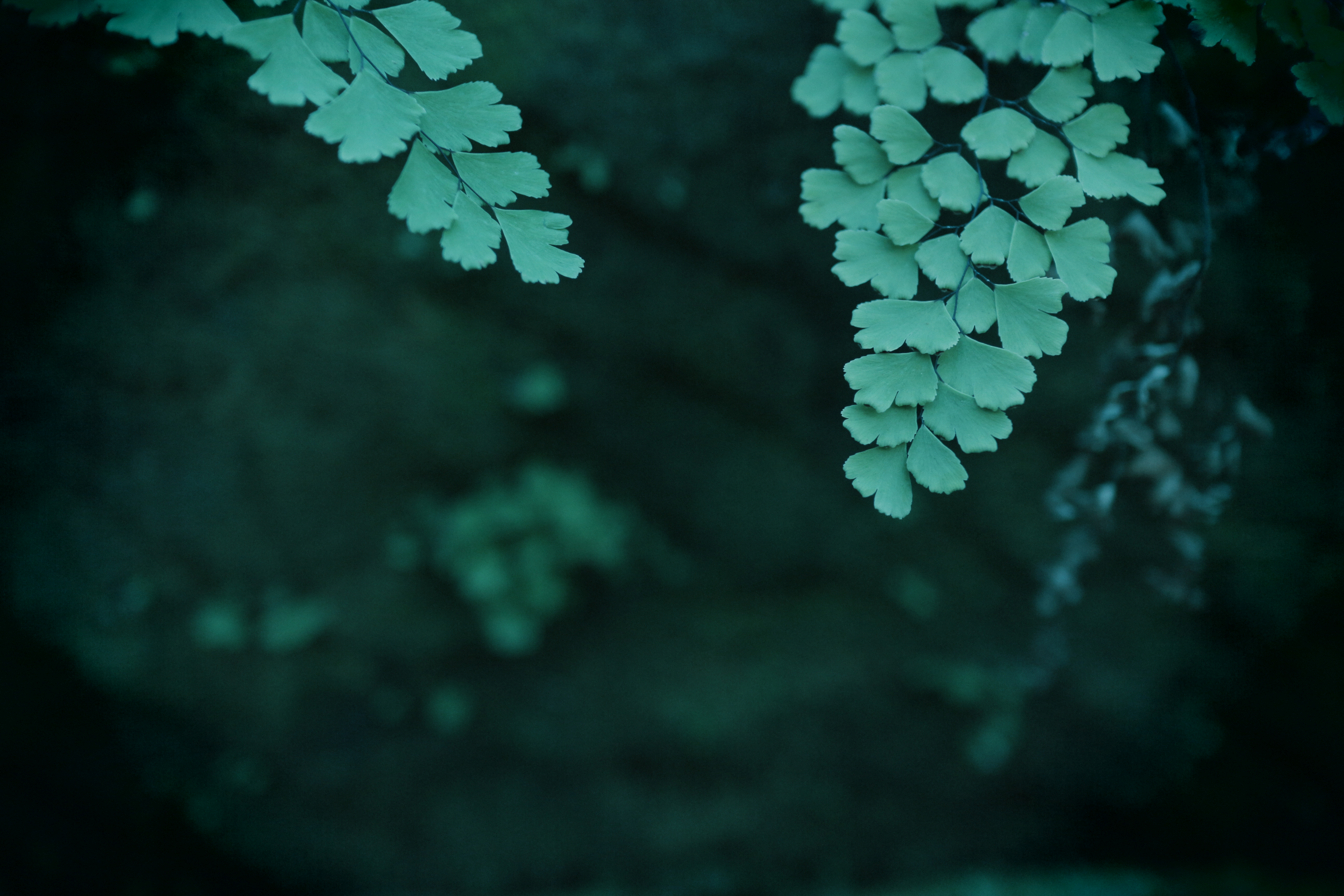 <b>標準、寒色、暖色と、色調を変えるだけでずいぶん雰囲気が違って写る。そのあたりが楽しいところでもある。EOS M / EF-M 22mm F2 STM / 5,184×3,456 / トイカメラ風（色調: 寒色） / 1/500秒 / F2.2 / -1.3EV / ISO400 / WB: オート</b>