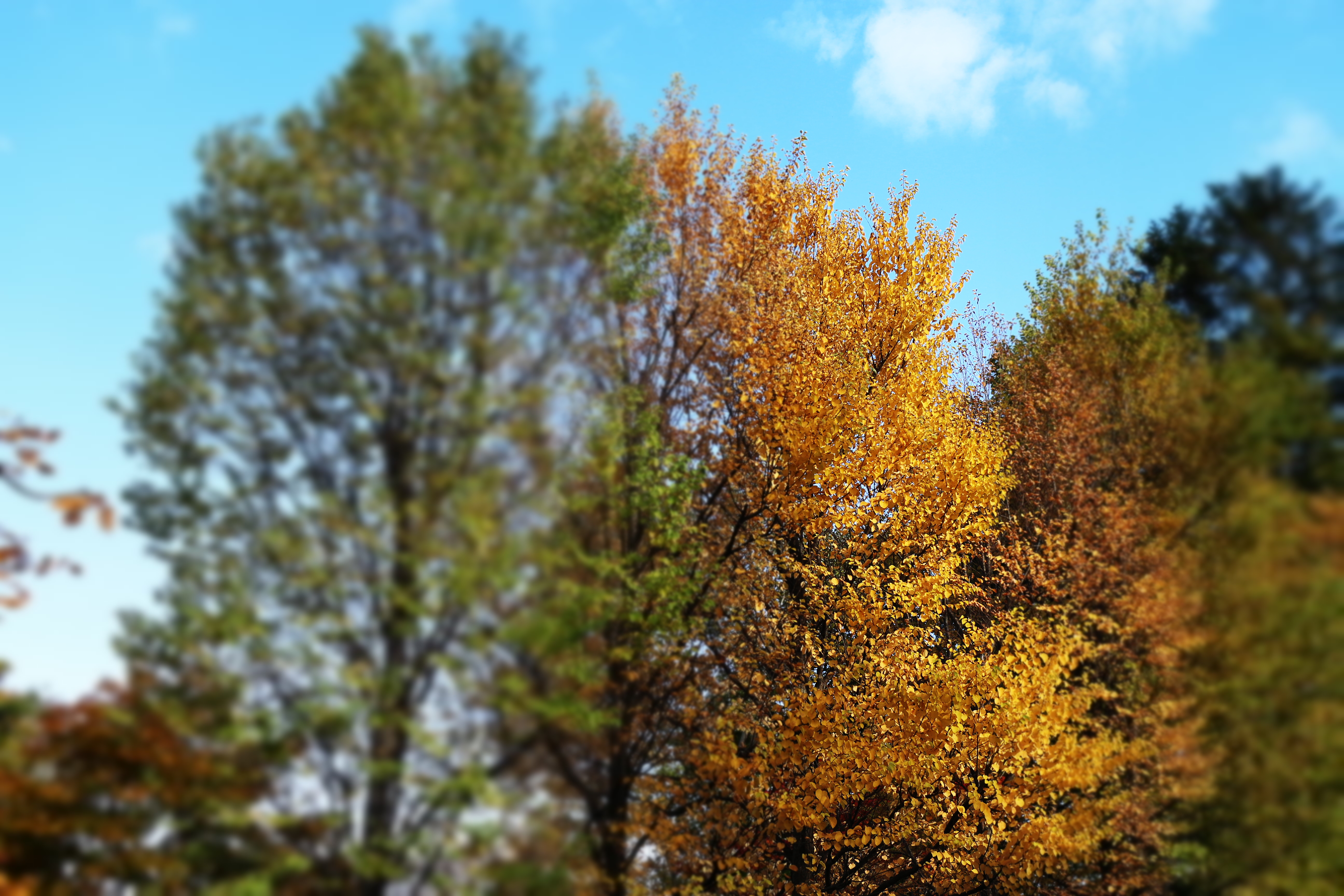 <b>これはわざと縦方向にピントを残してみたカット。EOS M / EF-M 22mm F2 STM / 5,184×3,456 / ジオラマ風 / 1/640秒 / F3.2 / 0.3EV / ISO100 / WB: オート</b>