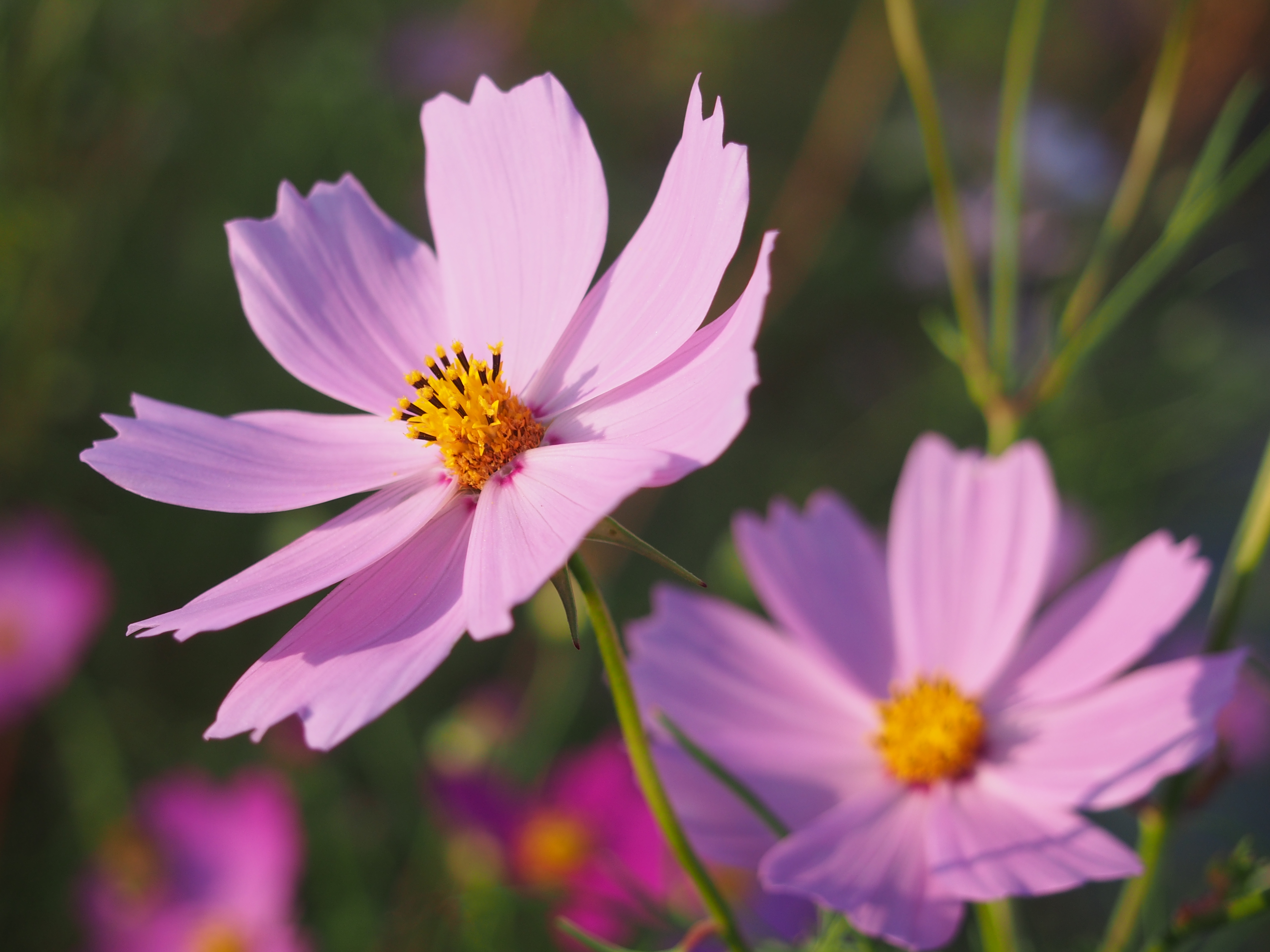 <b>E-PM2 / M.ZUIKO DIGITAL 14-42mm F3.5-5.6 II R / 約7.5MB / 4,608×3,456 / 1/500秒 / F5.6 / +0.3EV / ISO200 / 絞り優先AE / WB：オート / 42mm</b>