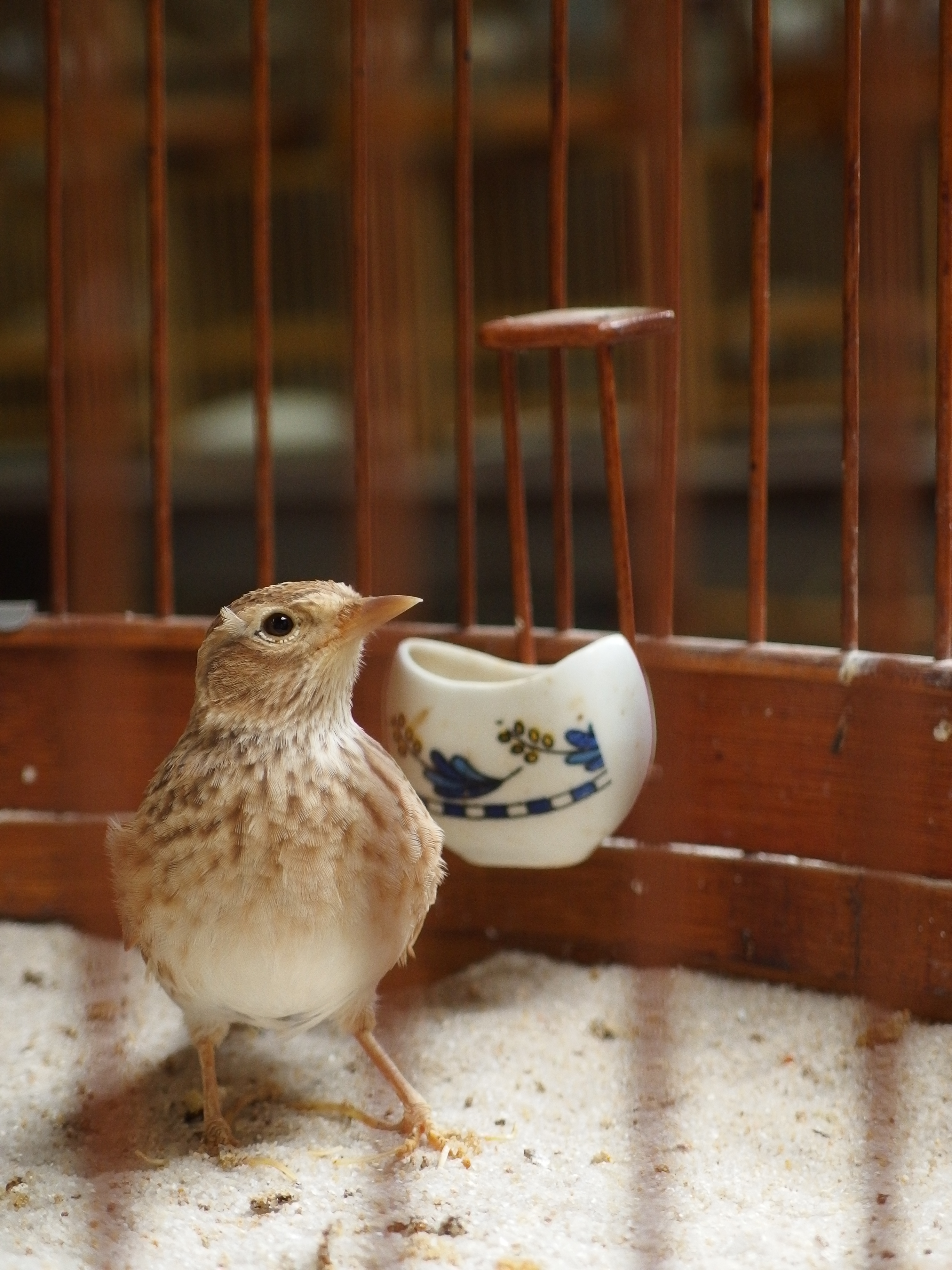 <b>ズームを望遠側にして絞り開放に。檻を目立たなくすることができた。XZ-2 / 約5.8MB / 2,976×3,968 / 1/160秒 / F2.5 / 0EV / ISO400 / WB:晴天 / 24mm</b>