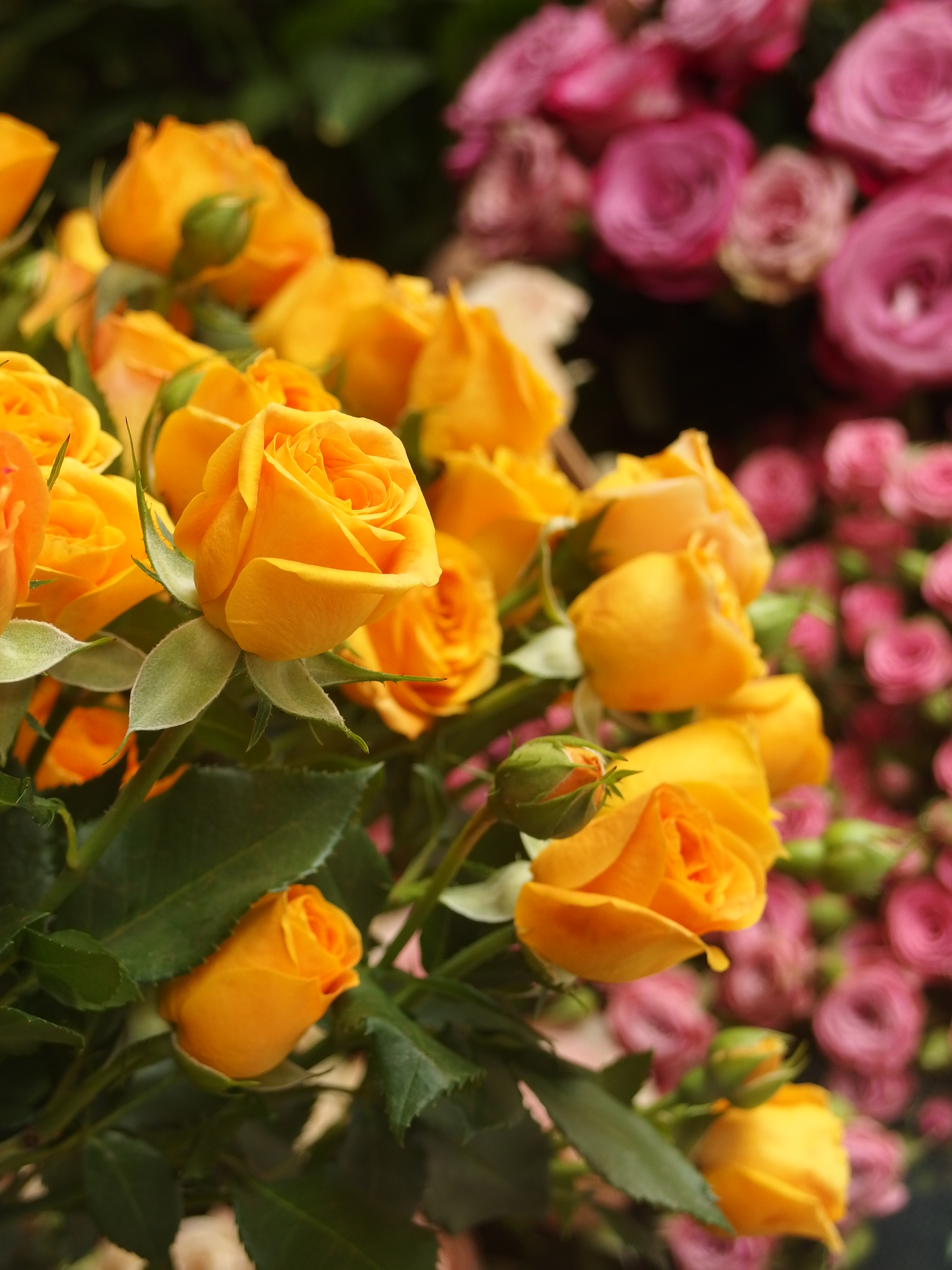 <b>SOHOにあるおしゃれな花屋で撮影した。標準画角周辺でも撮影距離が近いとボケを得られる。XZ-2 / 約5.7MB / 2,976×3,968 / 1/125秒 / F2.5 / +0.3EV / ISO200 / WB:曇り / 13.4mm</b>