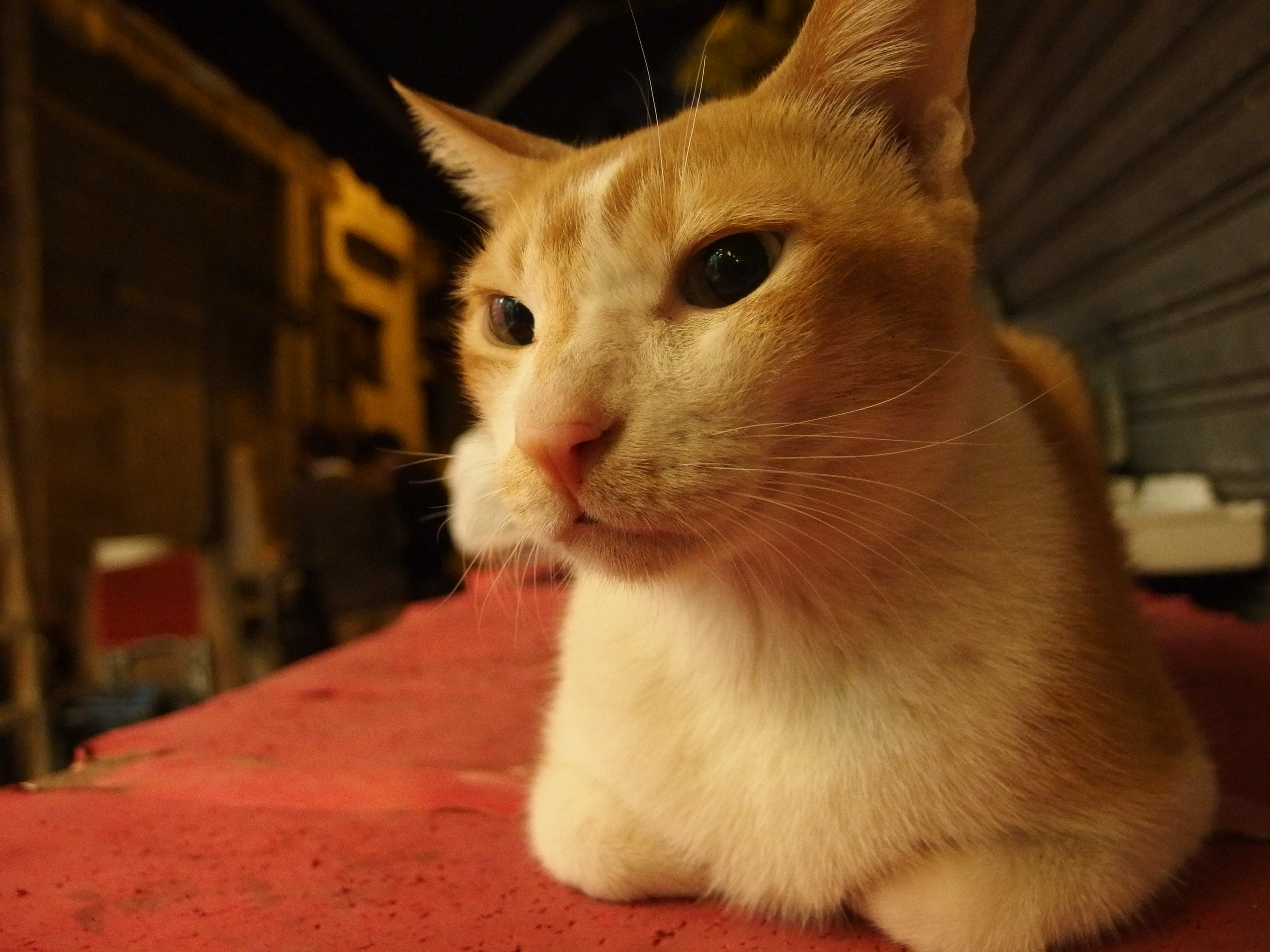 <b>路地裏で出会った猫をISO1600で撮影。ノイズも少なくピント位置もシャープだ。XZ-2 / 約5.5MB / 3,968×2,976 / 1/160秒 / F1.8 / 0EV / ISO1600 / WB:マニュアル / 6mm</b>