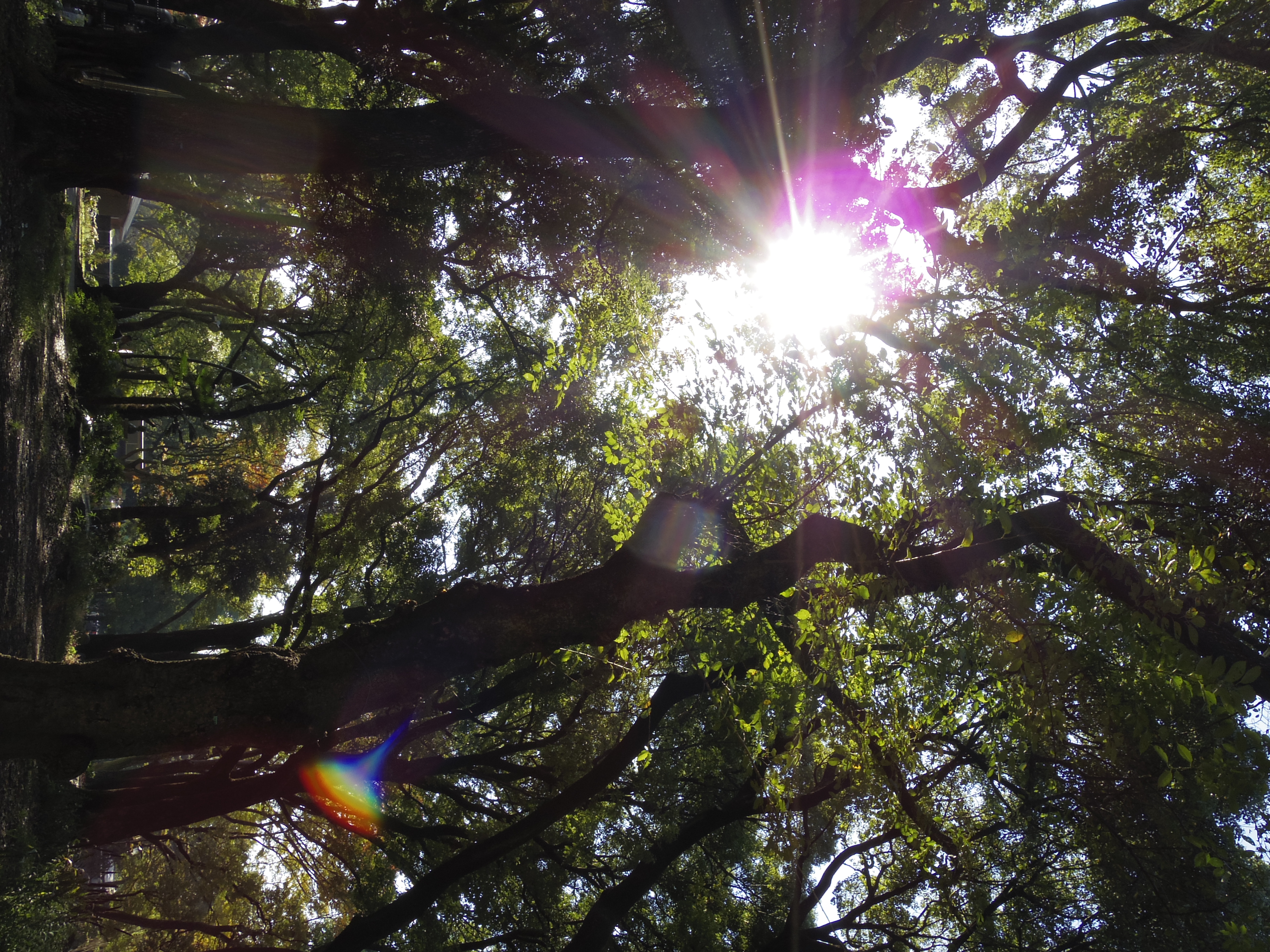 <b>PENTAX Q10 / 02 STANDARD ZOOM（SMC PENTAX 5-15mm F2.8-4.5 ED AL [IF]） / 4,000×3,000 / 1/125秒 / F5.6 / 0EV / ISO100 / WB:オート / 5.2mm</b>