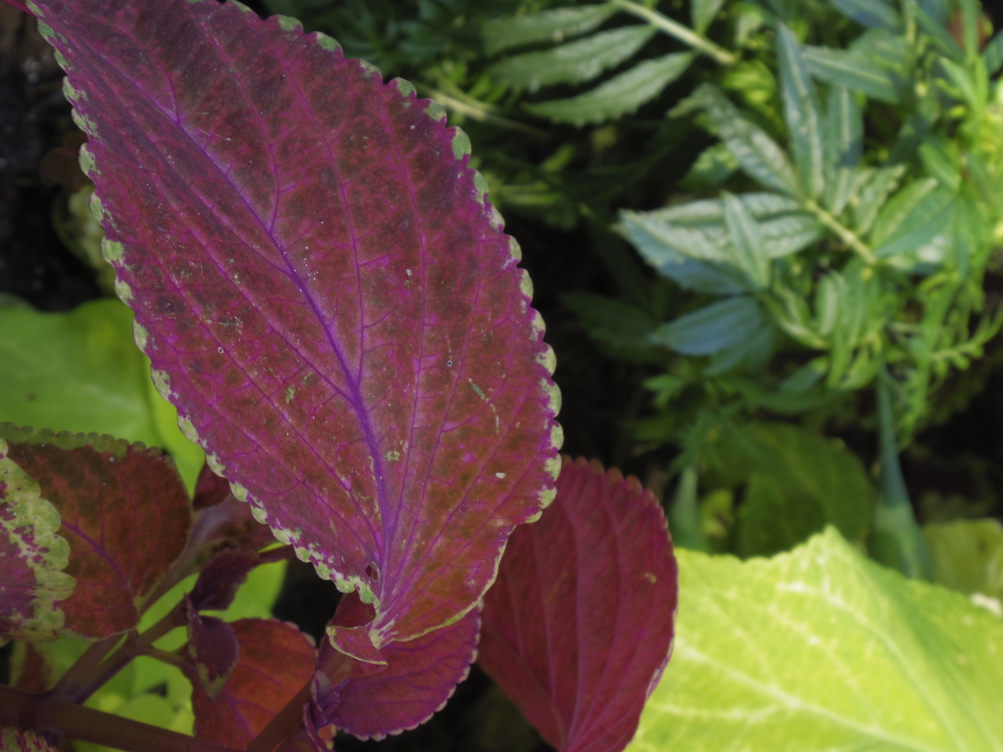 <b>PENTAX Q10 / 02 STANDARD ZOOM（SMC PENTAX 5-15mm F2.8-4.5 ED AL [IF]） / 4,000×3,000 / 1/20秒 / F5.6 / -0.7EV / ISO100 / WB:オート / 14mm</b>