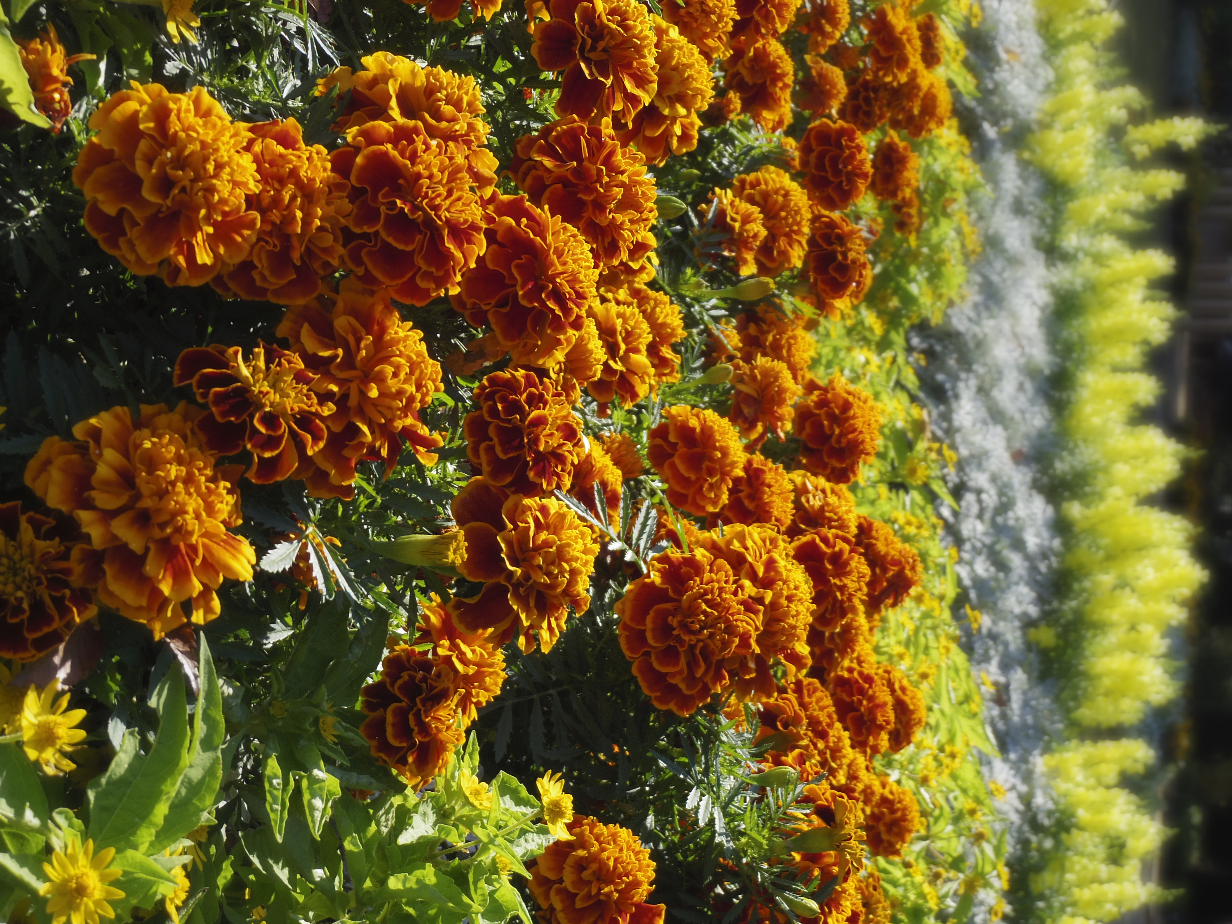 <b>PENTAX Q10 / 02 STANDARD ZOOM（SMC PENTAX 5-15mm F2.8-4.5 ED AL [IF]） / 4,000×3,000 / 1/500秒 / F4 / 0EV / ISO100 / WB:オート / 11.5mm / ボケコントロール</b>