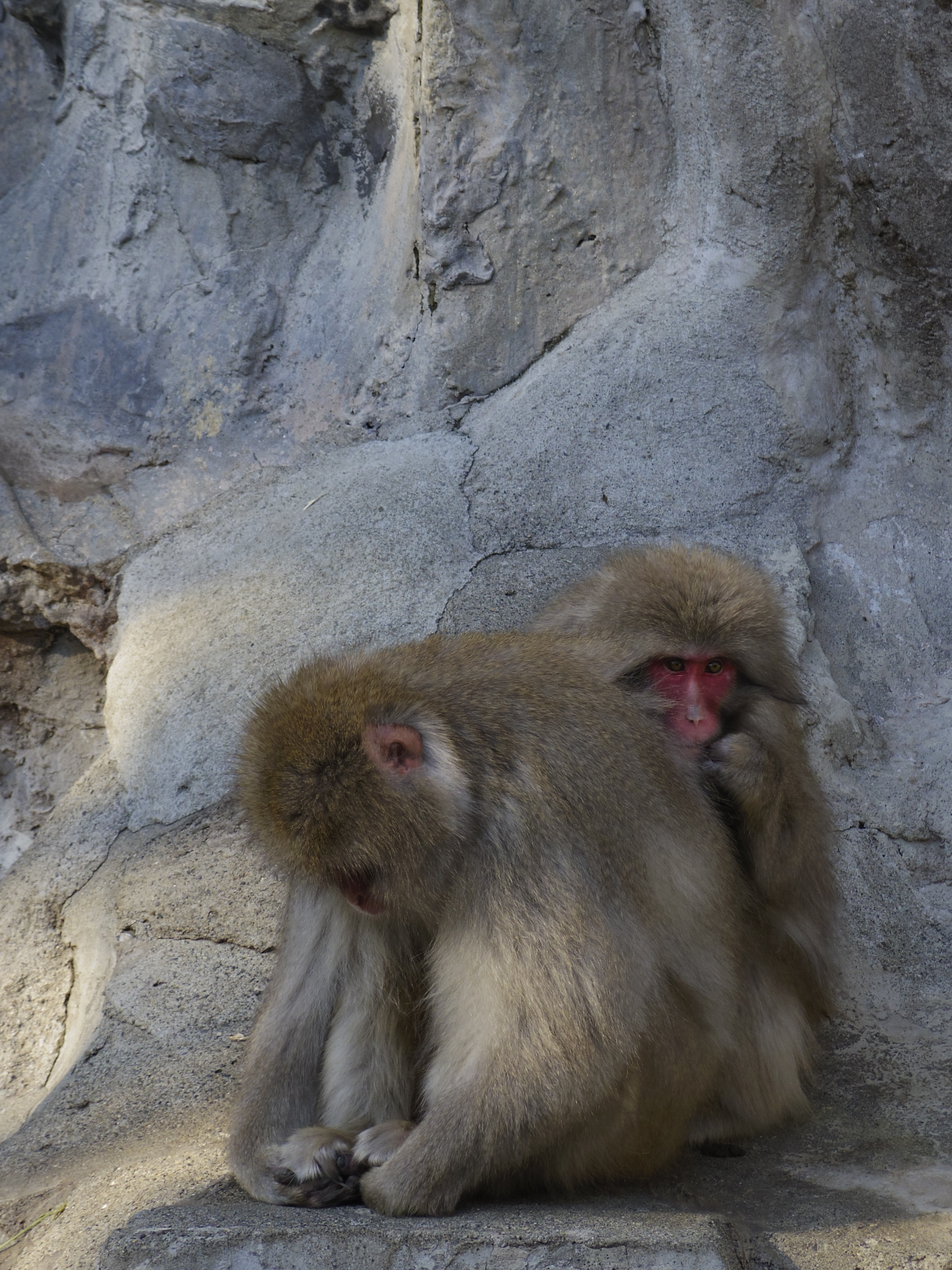 <b>PENTAX Q10 / 06 TELEPHOTO ZOOM（SMC PENTAX 15-45mm F2.8 ED [IF]） / 4,000×3,000 / 1/250秒 / F5.6 / -0.7EV / ISO160 / WB:オート / 45mm</b>
