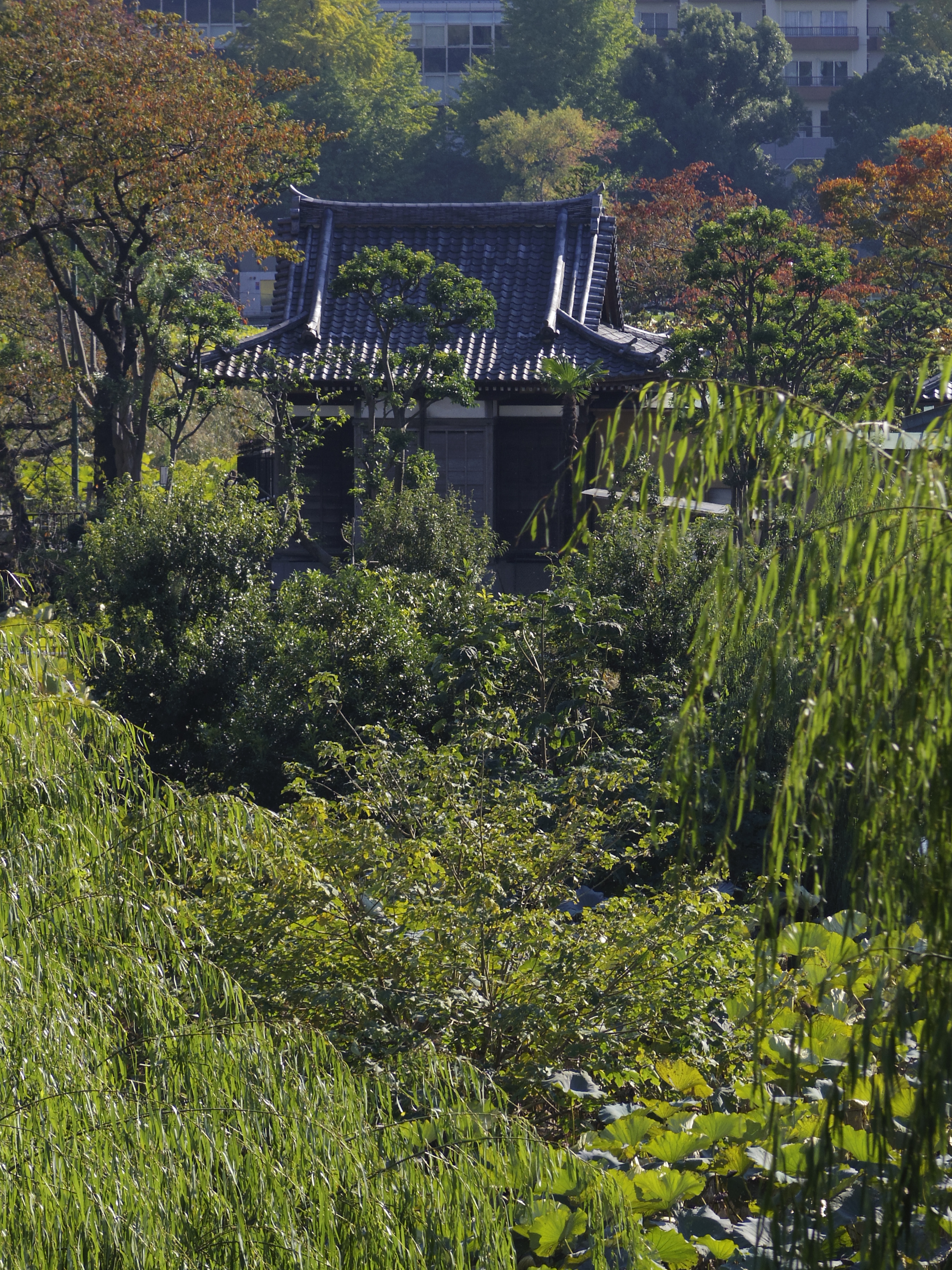 <b>PENTAX Q10 / 06 TELEPHOTO ZOOM（SMC PENTAX 15-45mm F2.8 ED [IF]） / 4,000×3,000 / 1/320秒 / F5.6 / -0.7EV / ISO100 / WB:オート / 45mm</b>