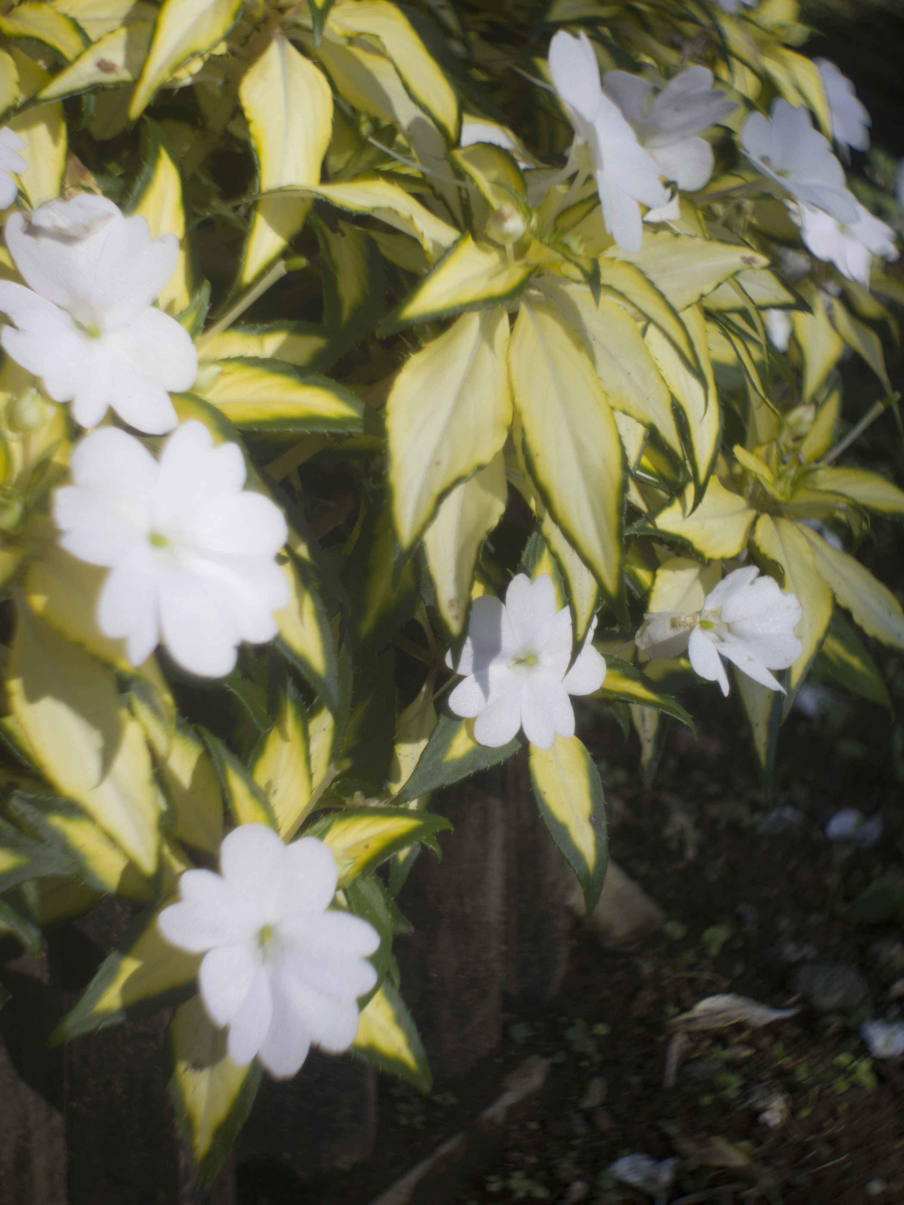 <b>PENTAX Q10 / P.Angenieux Paris 12.5mm F1.8 Type J11 / 4,000×3,000 / 1/3,200秒 / F1.8 / 0EV / ISO100 / WB:オート / 12.5mm</b>