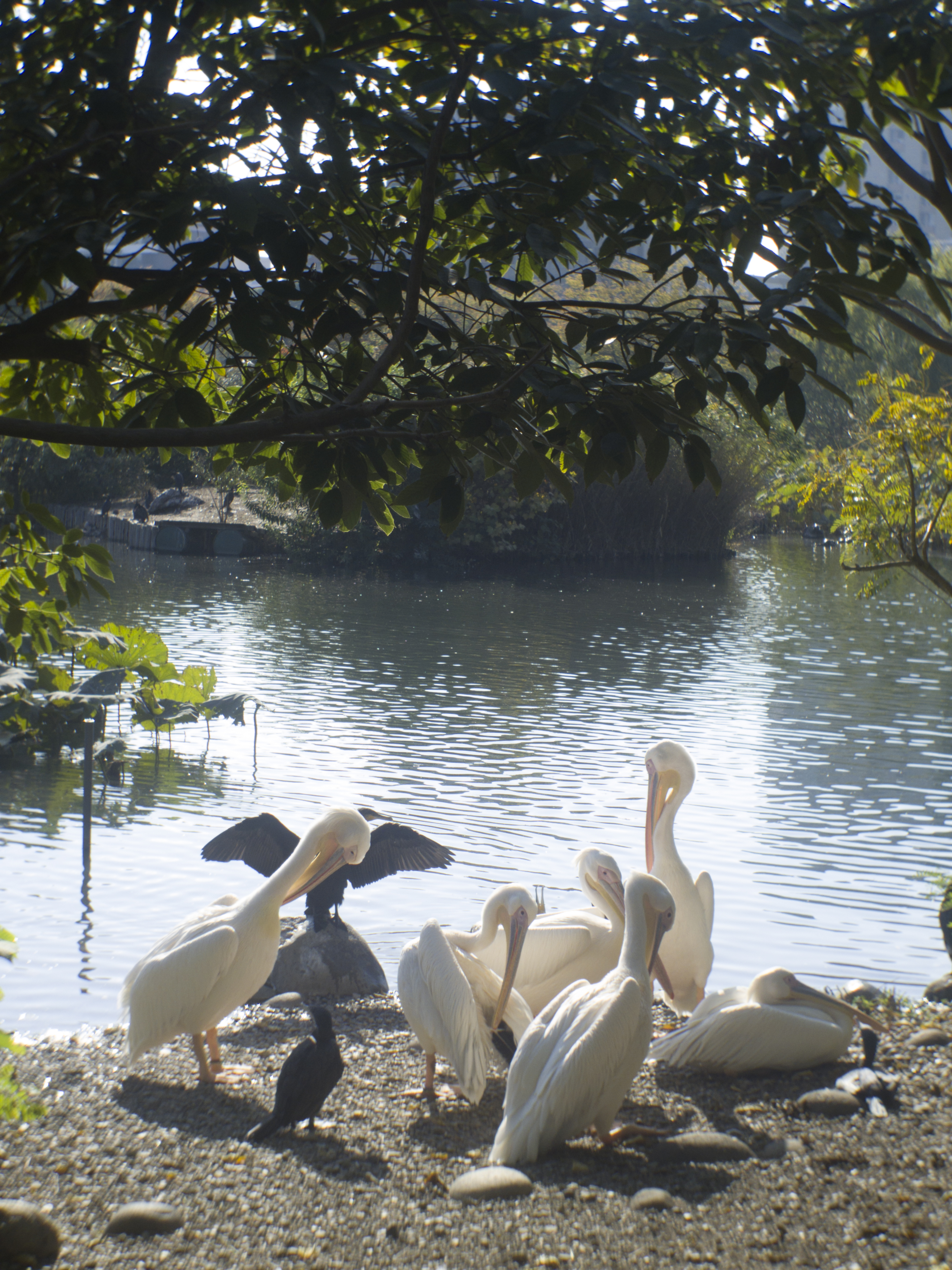 <b>PENTAX Q10 / P.Angenieux Paris 12.5mm F1.8 Type J11 / 4,000×3,000 / 1/400秒 / F4 / 0EV / ISO100 / WB:オート / 12.5mm</b>