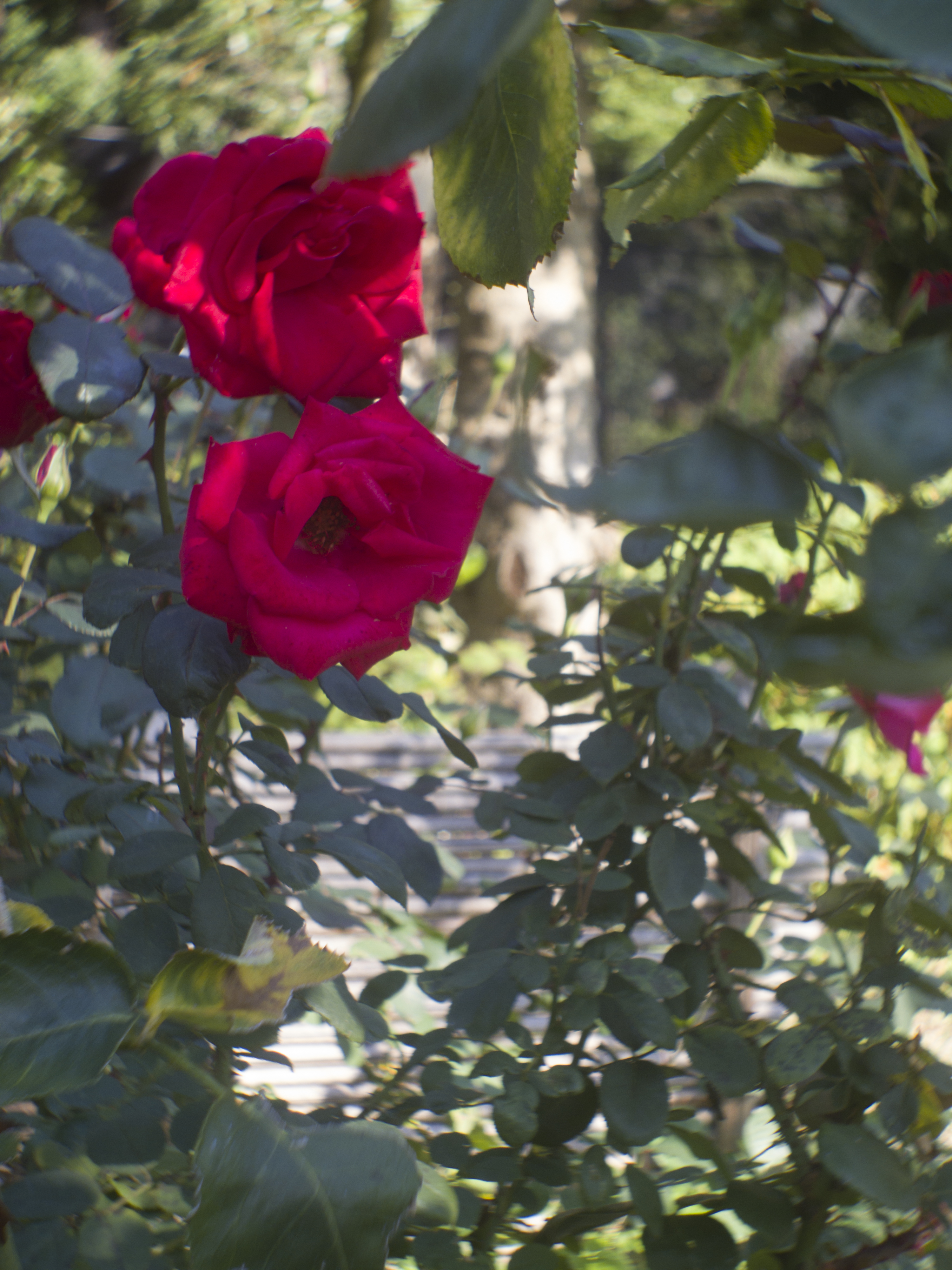 <b>PENTAX Q10 / P.Angenieux Paris 12.5mm F1.8 Type J11 / 4,000×3,000 / 1/125秒 / F2.8 / 0EV / ISO100 / WB:オート / 12.5mm</b>