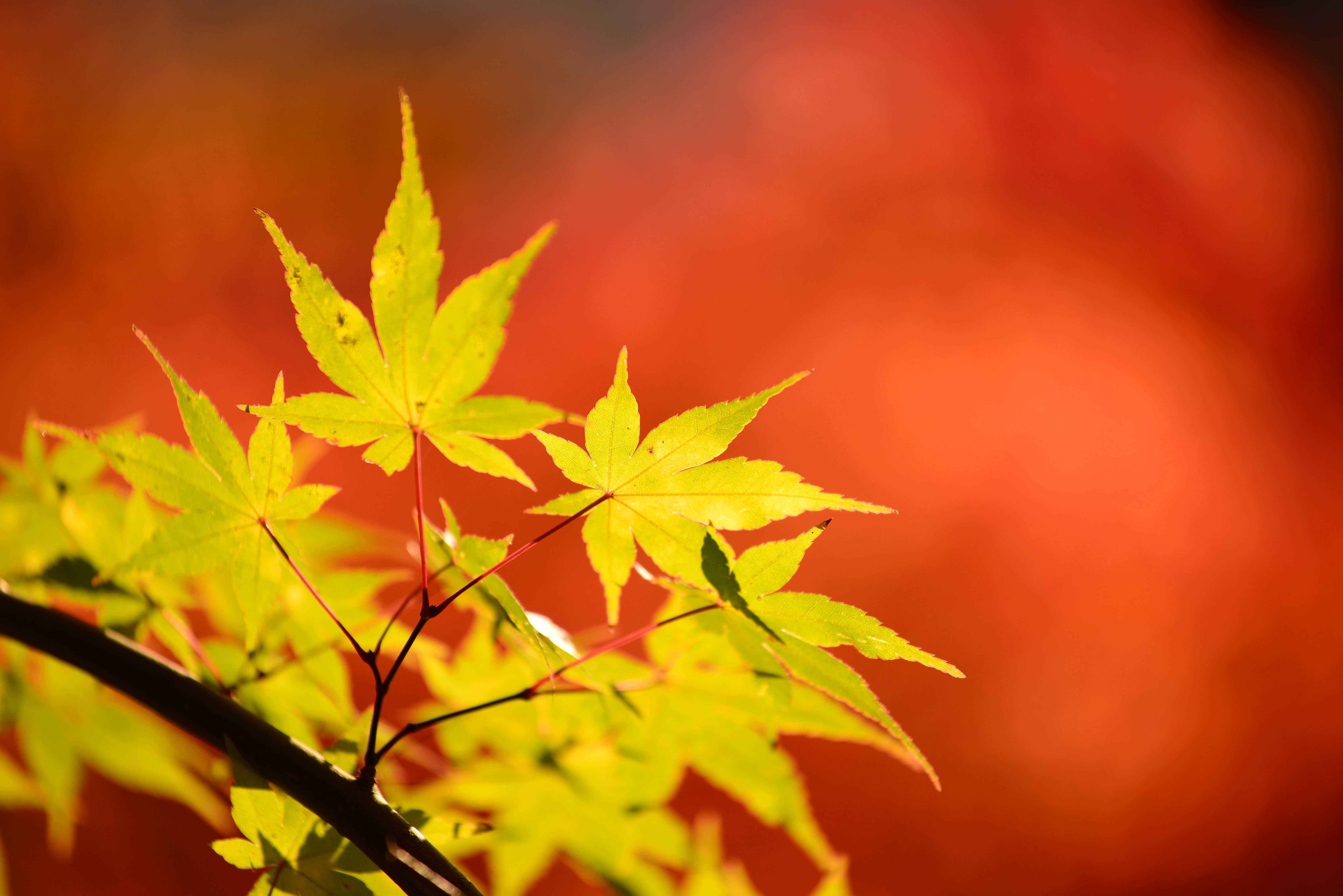 <b>D600 / AF-S NIKKOR 70-200mm F4 G ED VR / 約8.2MB / 6,016×4,016 / 1/500秒 / F4 / +0.3EV / ISO100 / 絞り優先AE / WB：晴天日陰 / 175mm</b>