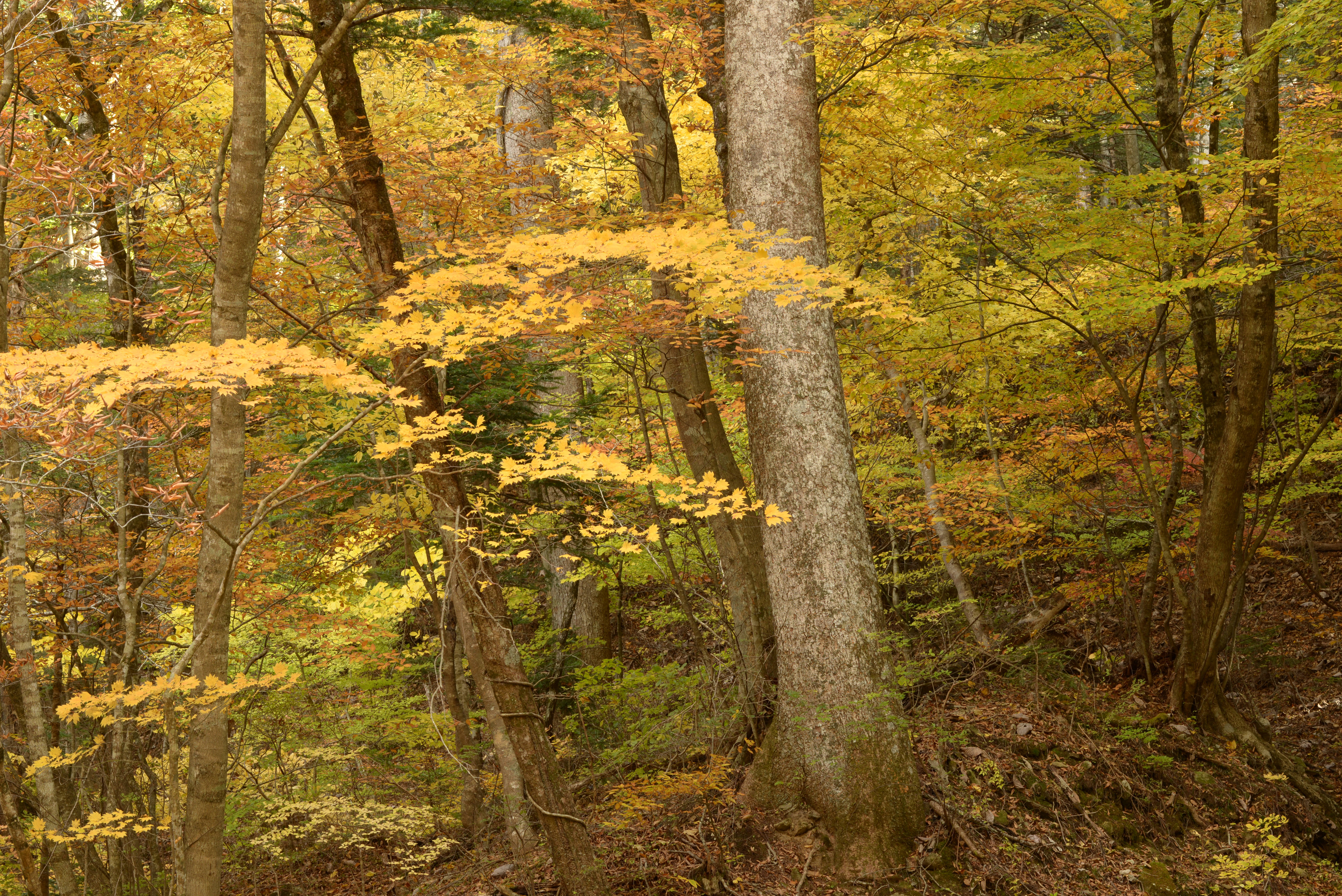 <b>D600 / AF-S NIKKOR 70-200mm F4 G ED VR / 約12.8MB / 6,016×4,016 / 1/4秒 / F11 / -0.7EV / ISO100 / 絞り優先AE / WB：曇天 / 102mm</b>