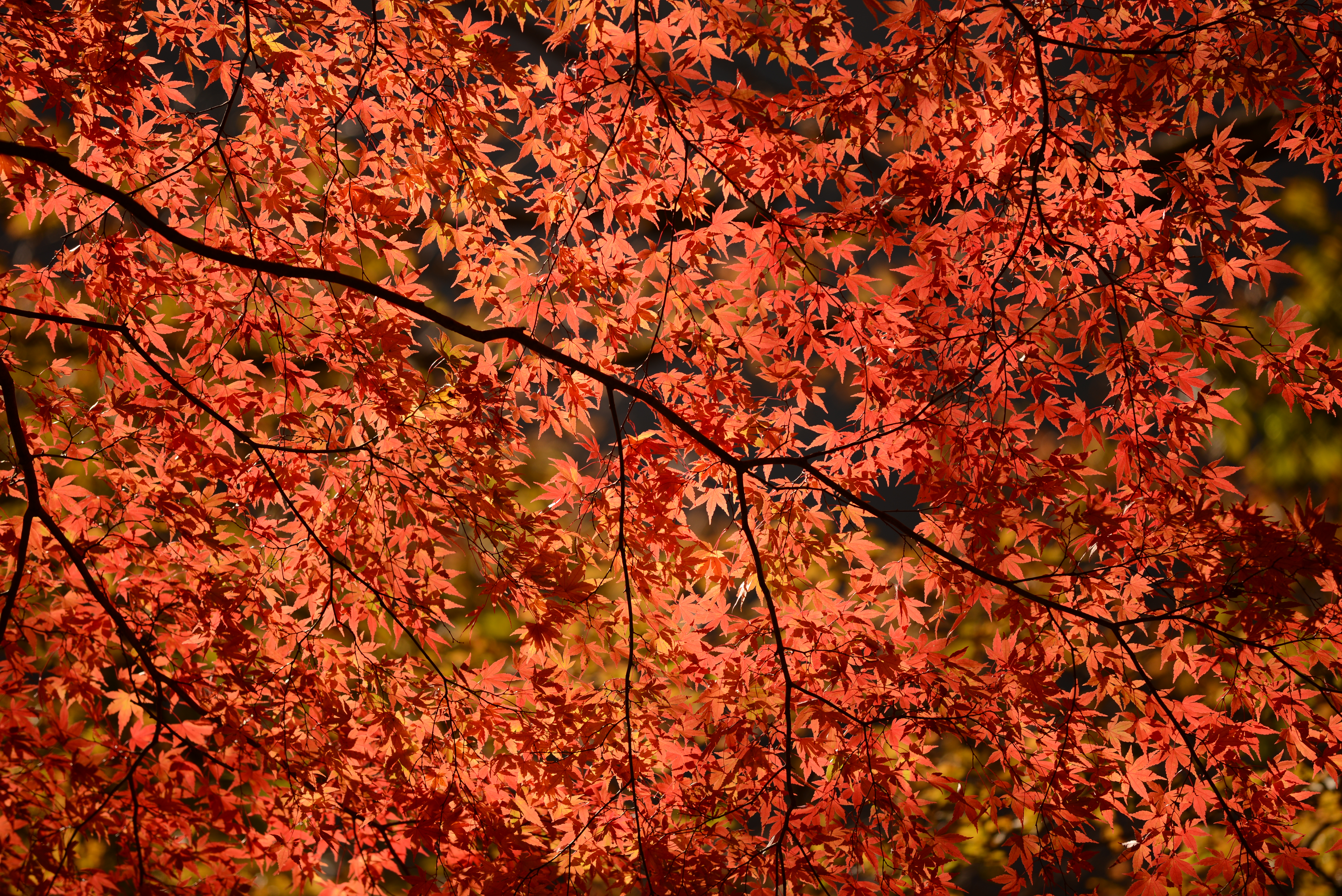 <b>D600 / AF-S NIKKOR 70-200mm F4 G ED VR / 約13.4MB / 6,016×4,016 / 1/1000秒 / F4 / -0.3EV / ISO100 / 絞り優先AE / WB：晴天日陰 / 200mm</b>