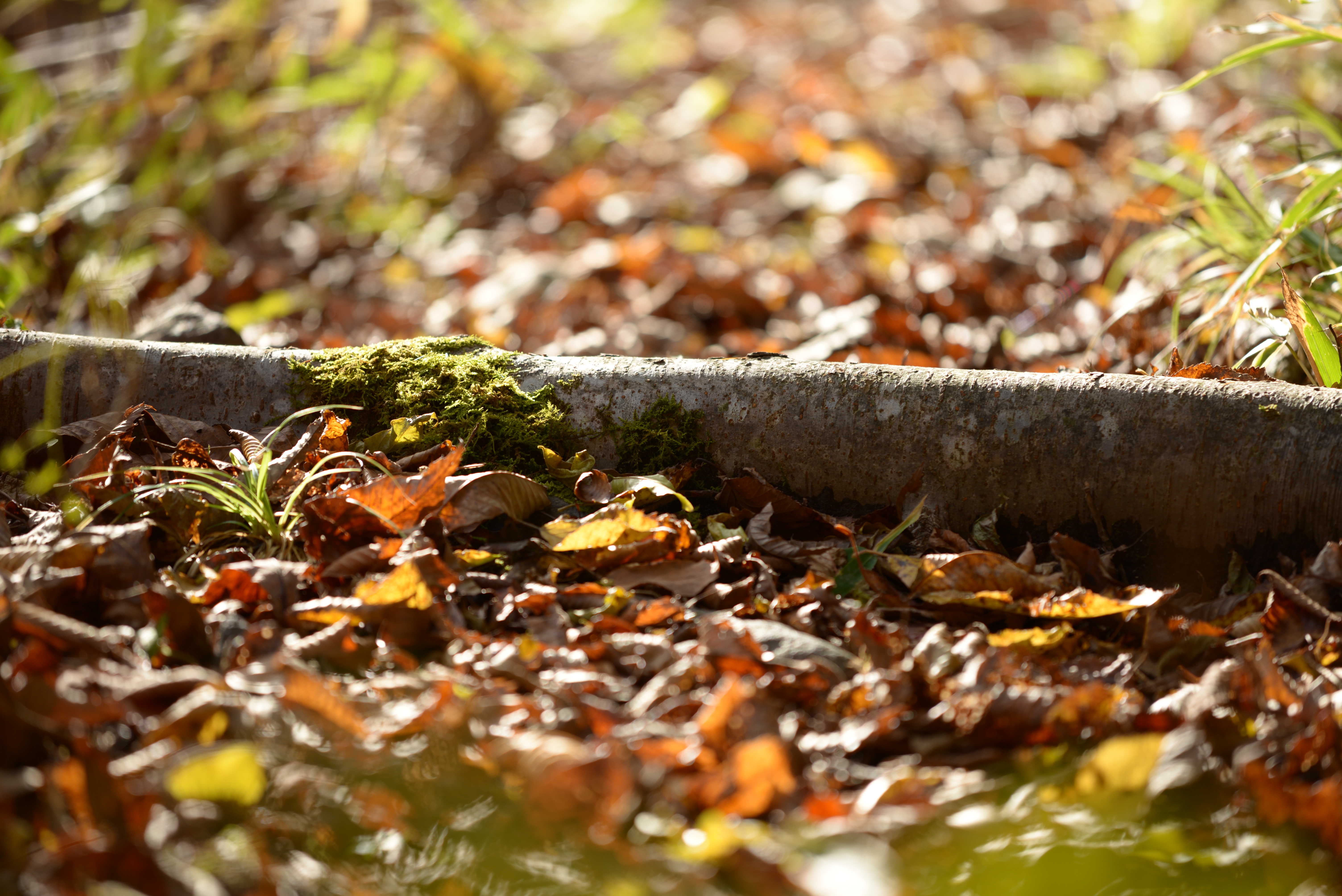 <b>D600 / AF-S NIKKOR 70-200mm F4 G ED VR / 約8.6MB / 6,016×4,016 / 1/125秒 / F4 / +0.3EV / ISO100 / 絞り優先AE / WB：晴天 / 200mm</b>