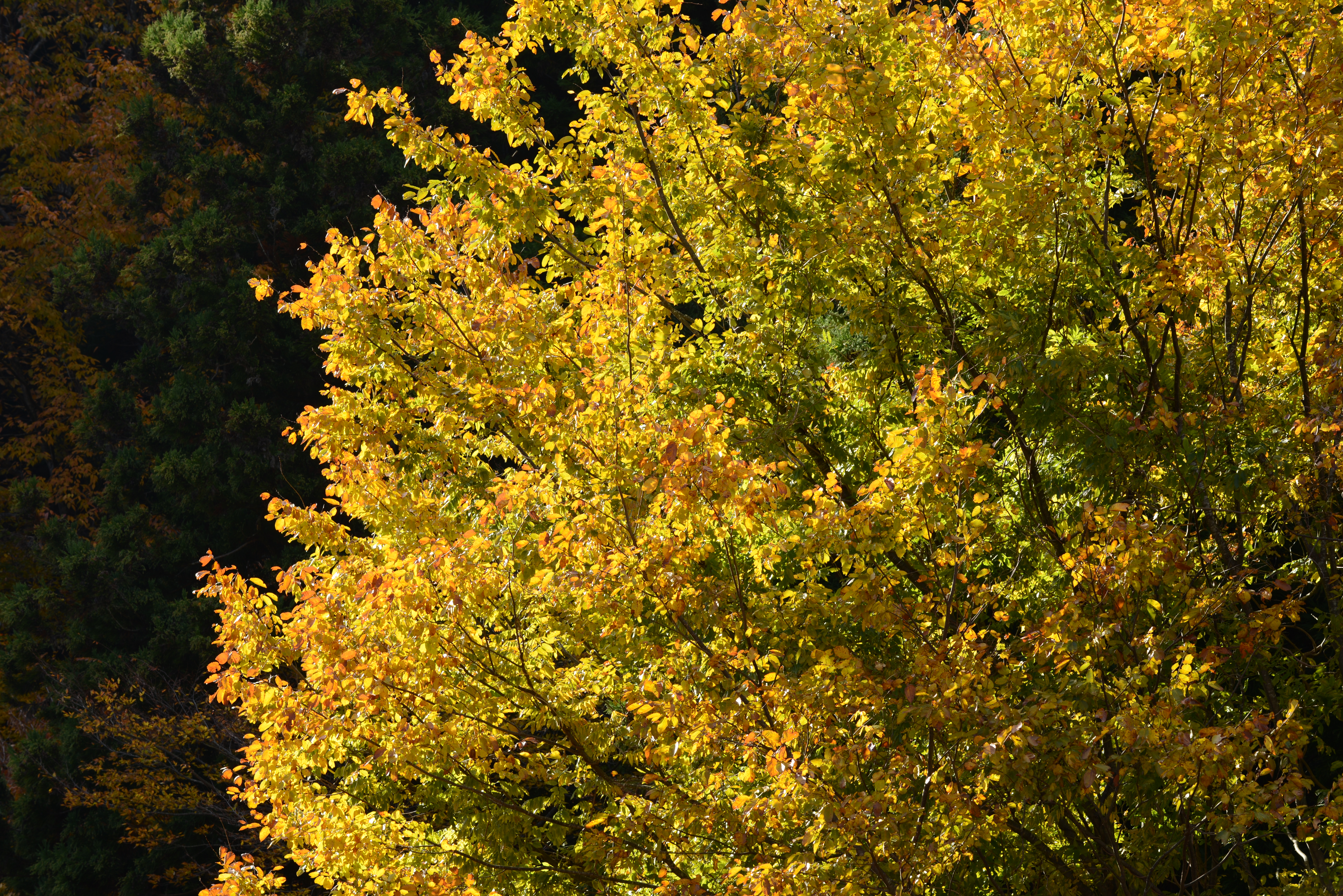 <b>D600 / AF-S NIKKOR 70-200mm F4 G ED VR / 約14.6MB / 6,016×4,016 / 1/80秒 / F8 / +0.3EV / ISO100 / 絞り優先AE / WB：晴天 / 120mm</b>