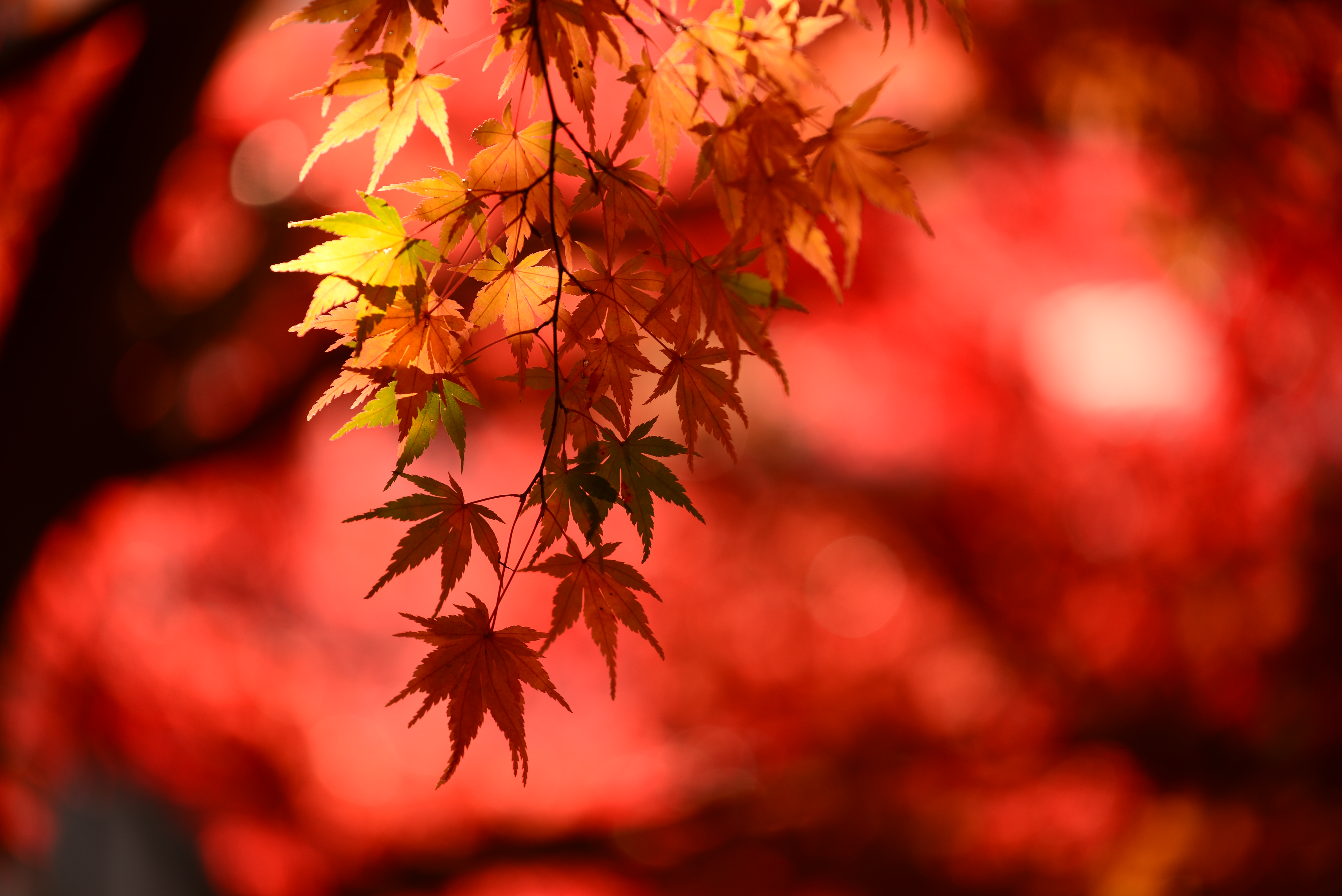 <b>D600 / AF-S NIKKOR 70-200mm F4 G ED VR / 約8.1MB / 6,016×4,016 / 1/250秒 / F4 / 0EV / ISO100 / 絞り優先AE / WB：晴天日陰 / 160mm</b>