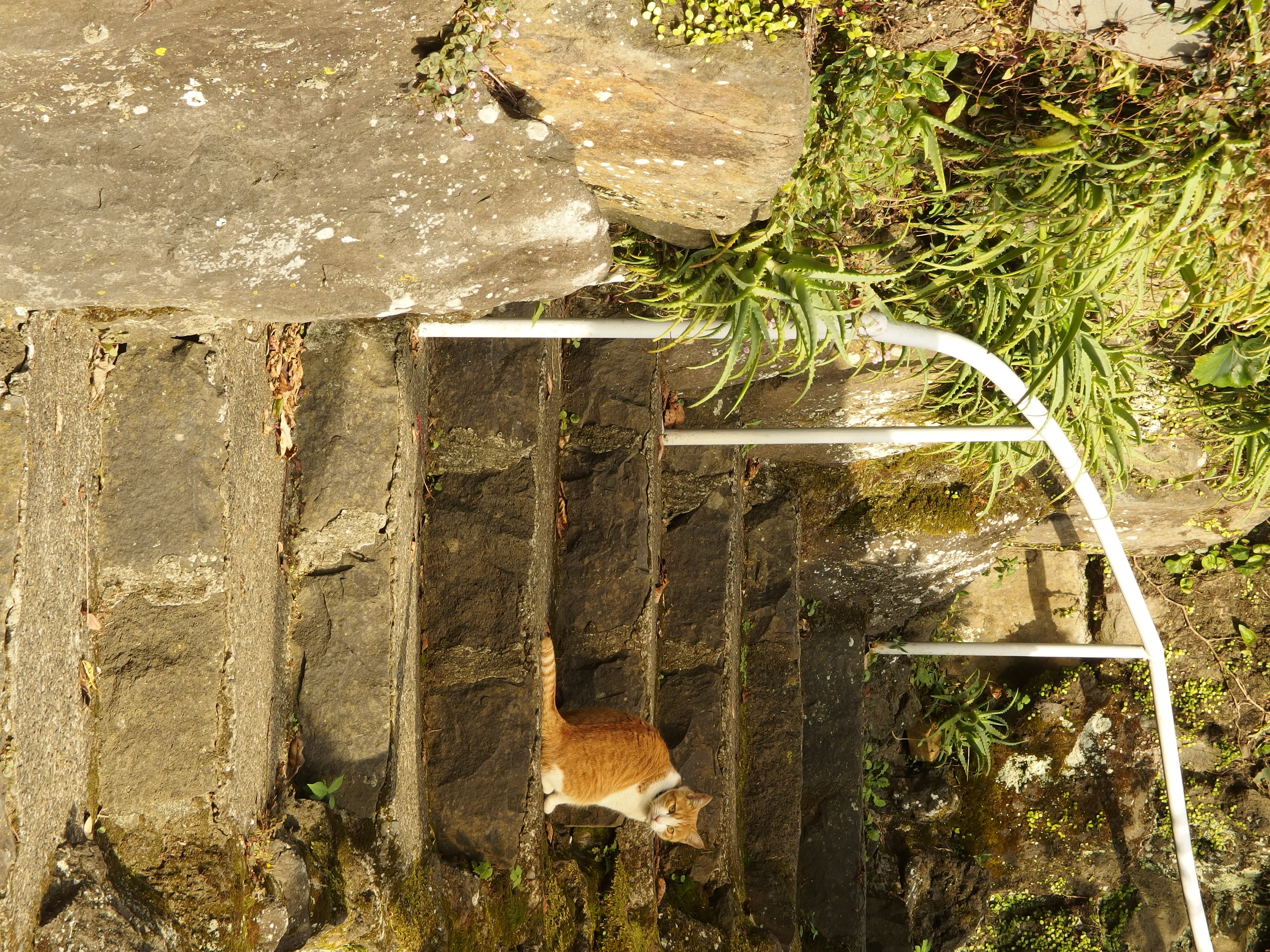 <b>XZ-2 / 3,968×2,976 / 1/100秒 / F5.6 / 0EV / ISO100 / WB:オート / 112mm</b>