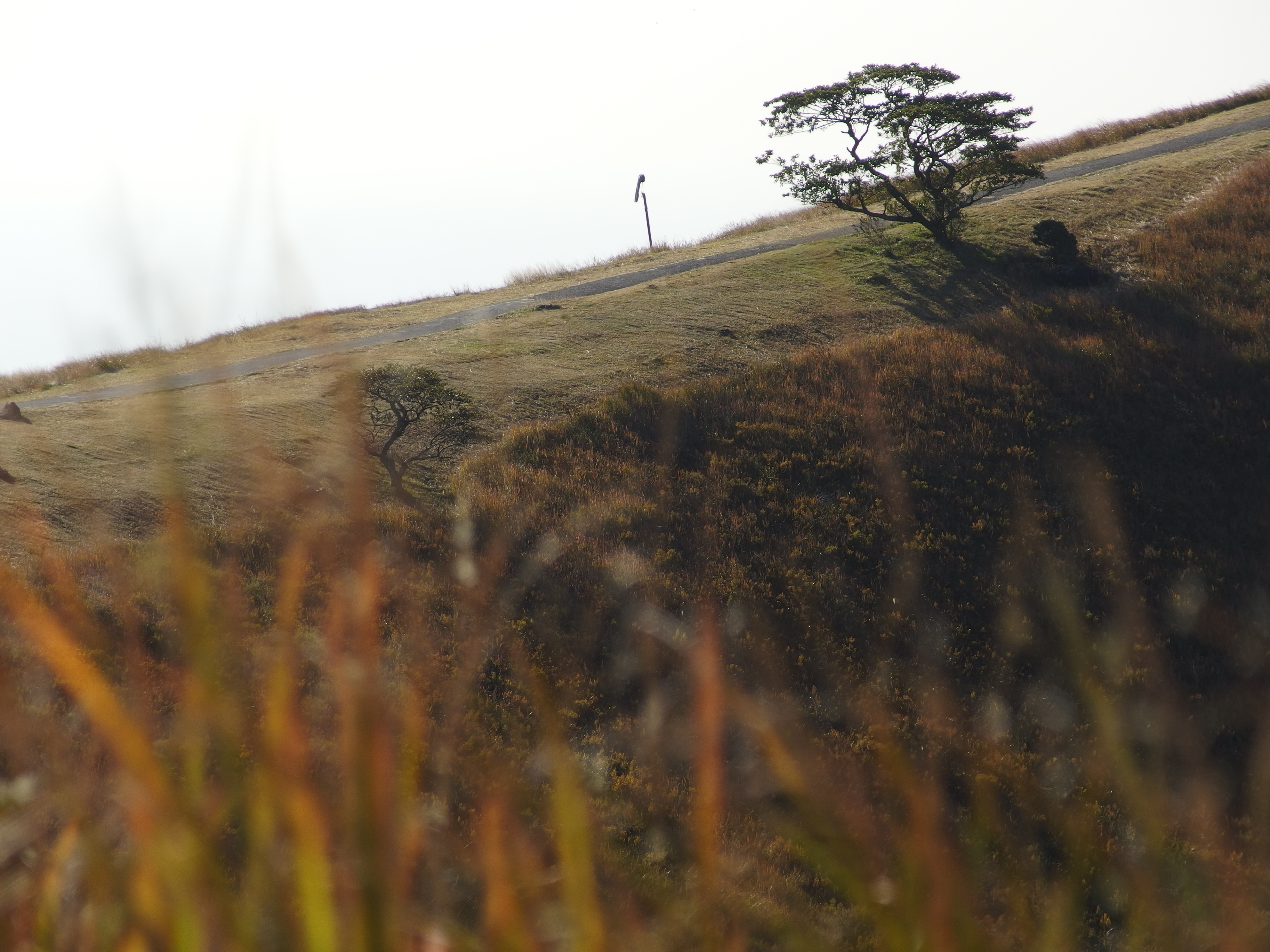 <b>XZ-2 / TCON-17X / 3,968×2,976 / 1/2000秒 / F2.8 / 0EV / ISO100 / WB:オート / 190mm</b>