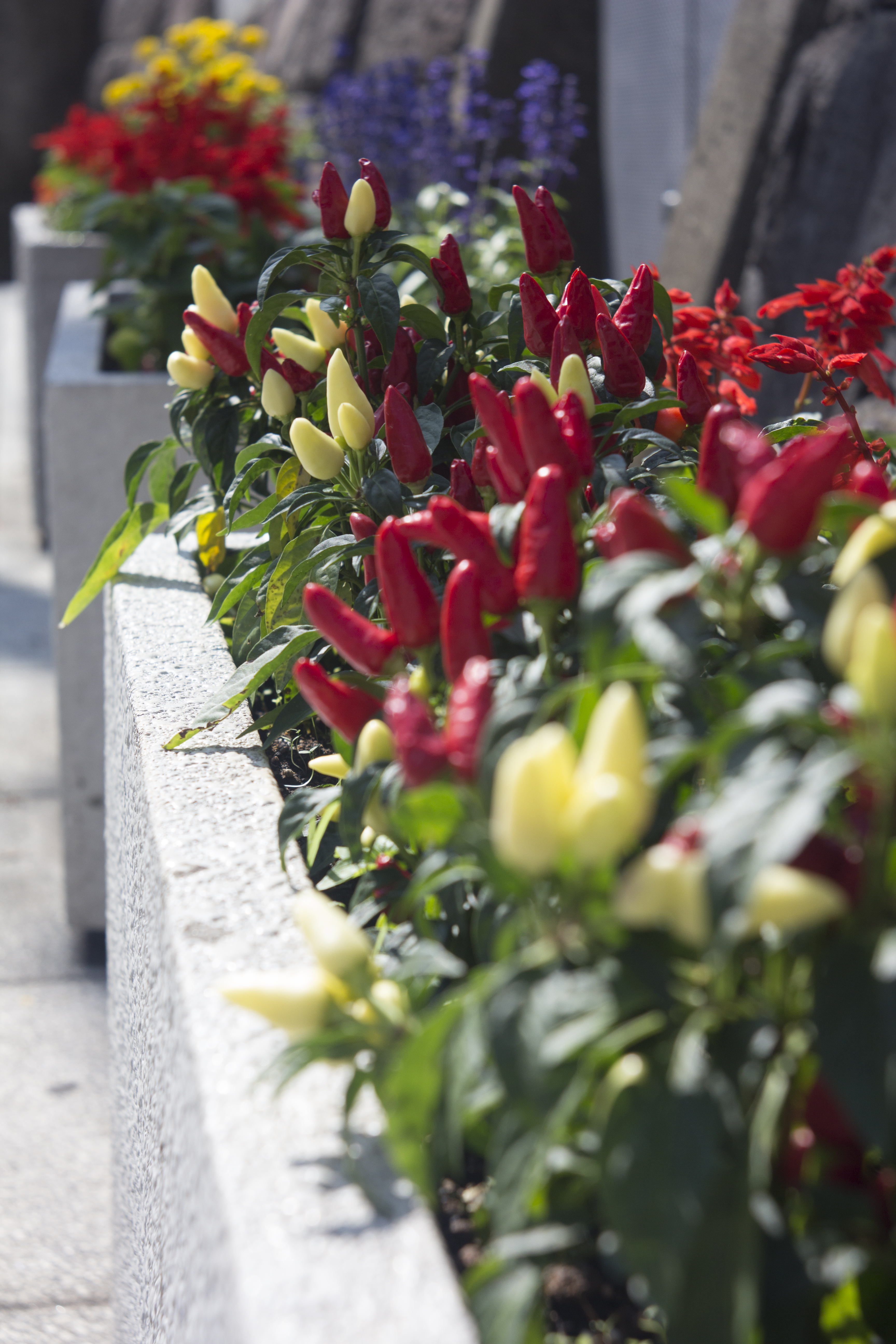 <b>EOS M / Super Rokkor 45mm F2.8 / 5,184×3,456 / 1/320秒 / F5.6 / 0EV / ISO100 / WB:オート / 45mm</b>