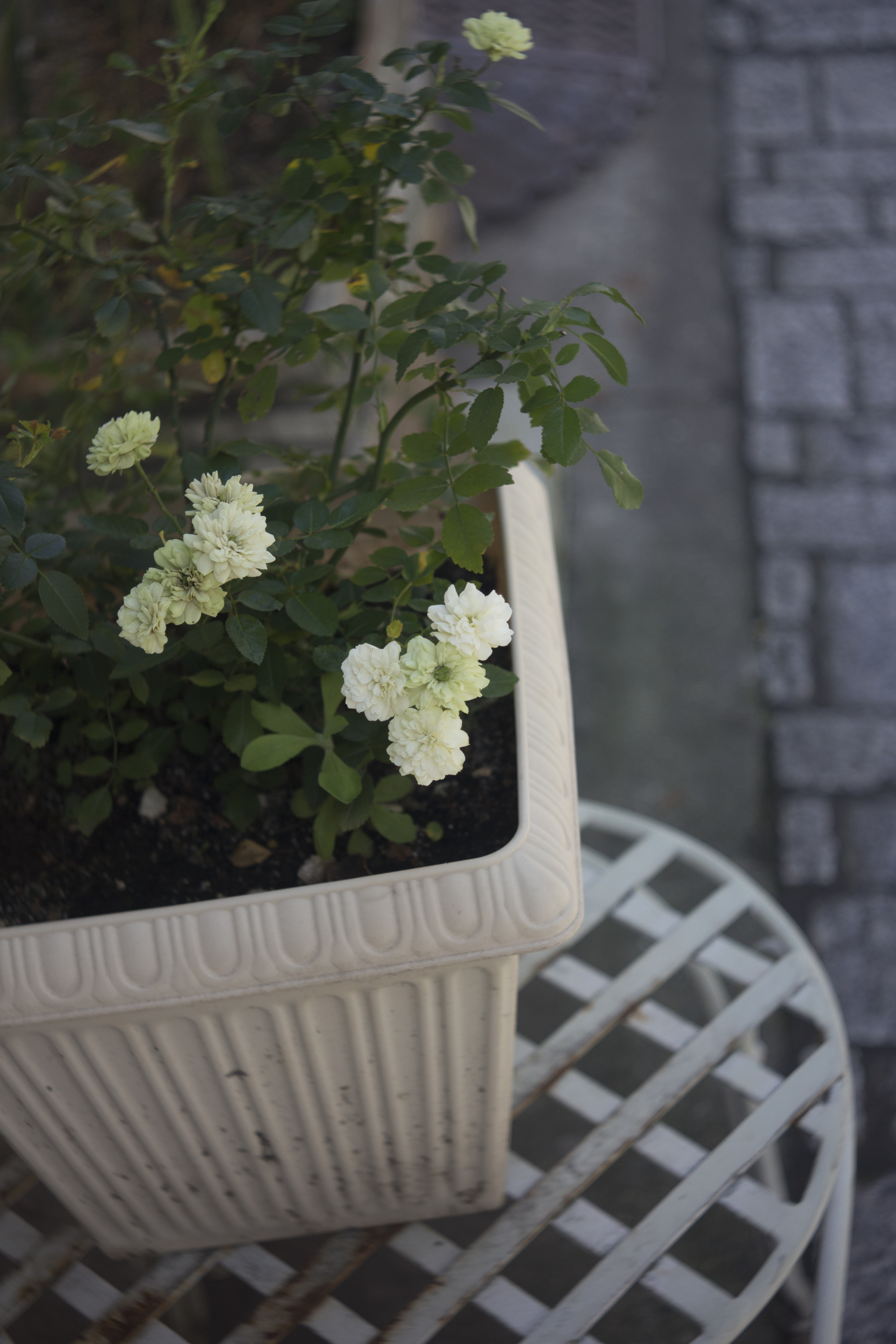 <b>EOS M / Super Rokkor 45mm F2.8 / 5,184×3,456 / 1/320秒 / F2.8 / 0EV / ISO100 / WB:オート / 45mm</b>