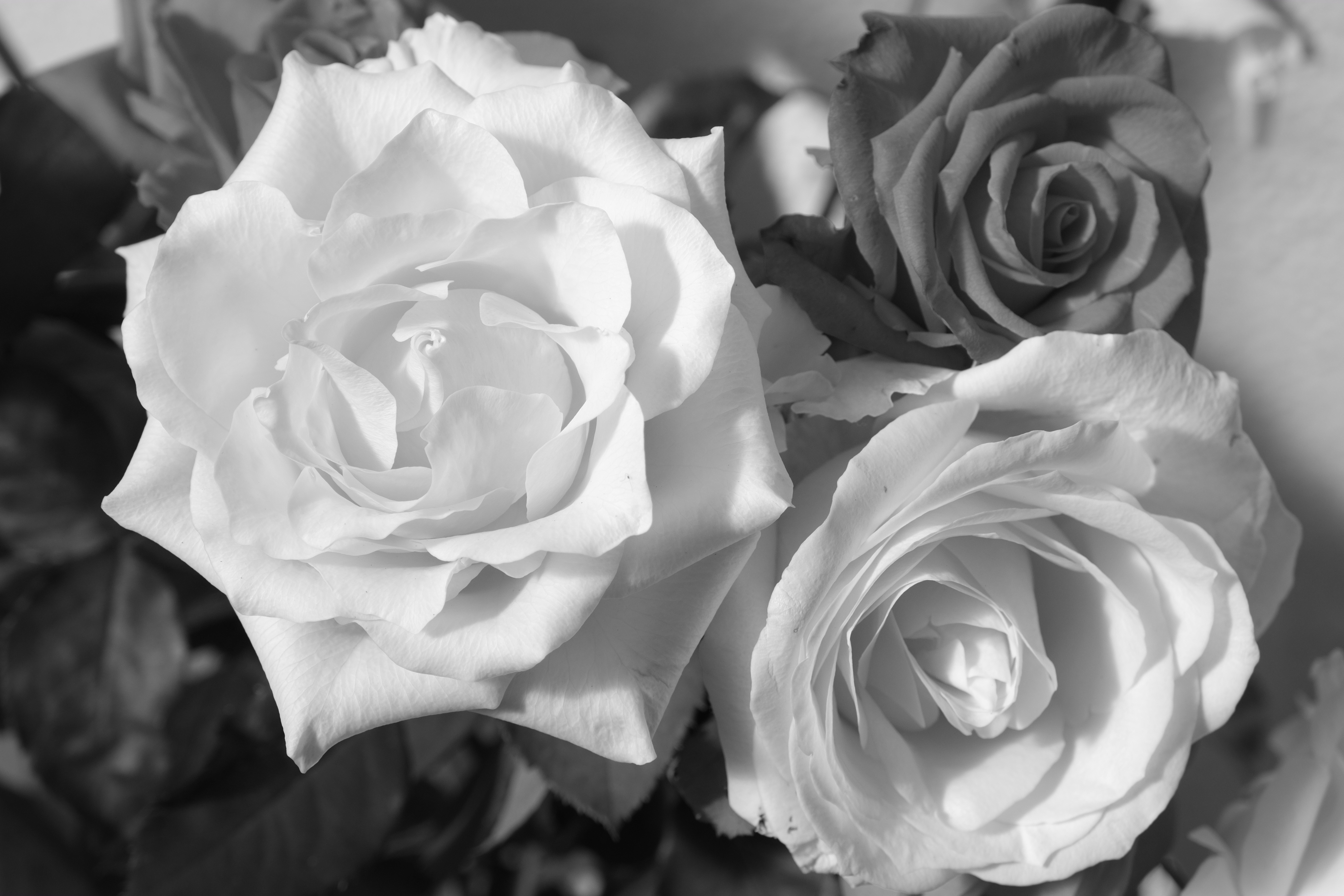 <b>モノクロ+Yeフィルター</b>