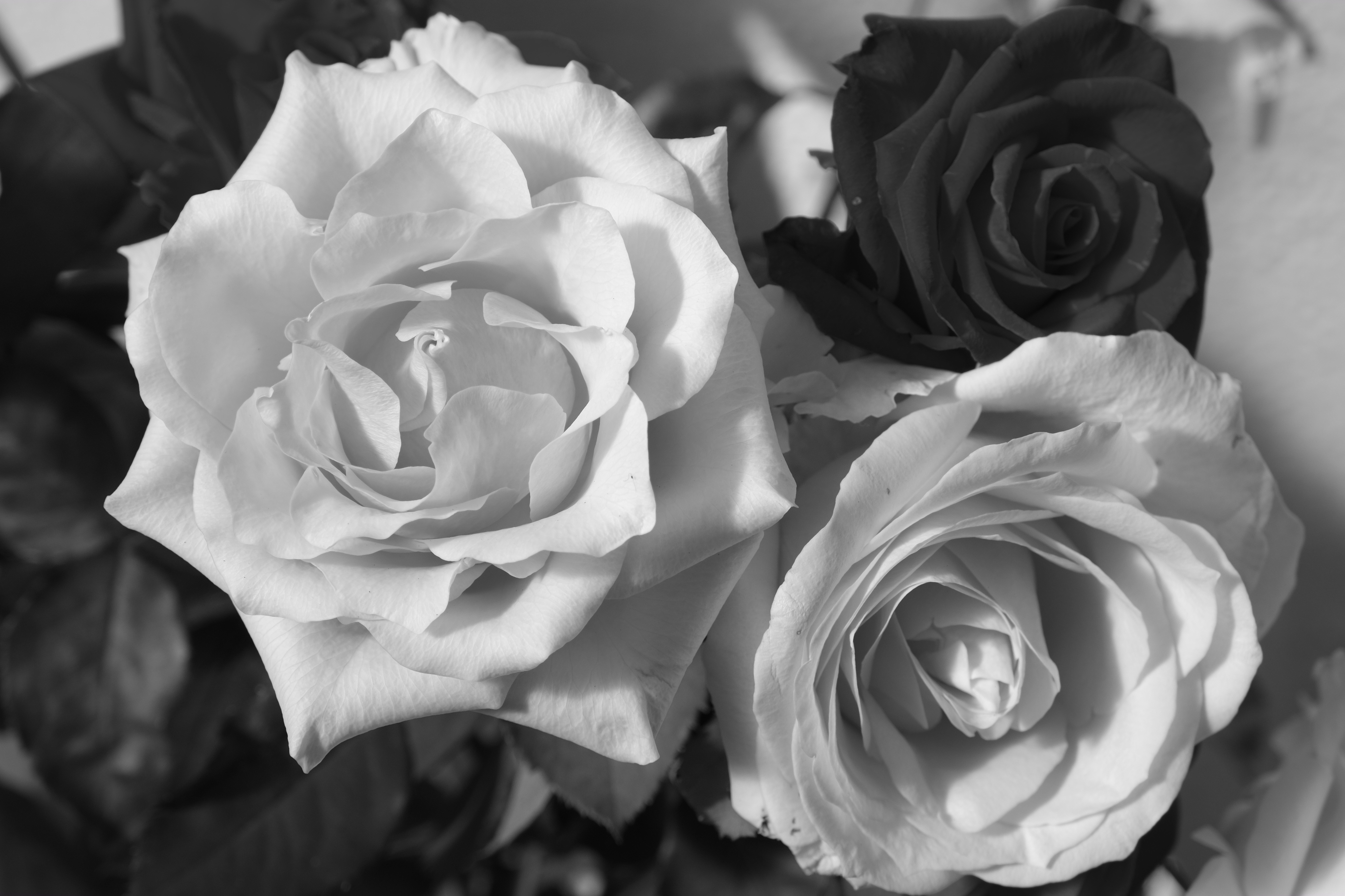 <b>モノクロ+Gフィルター</b>