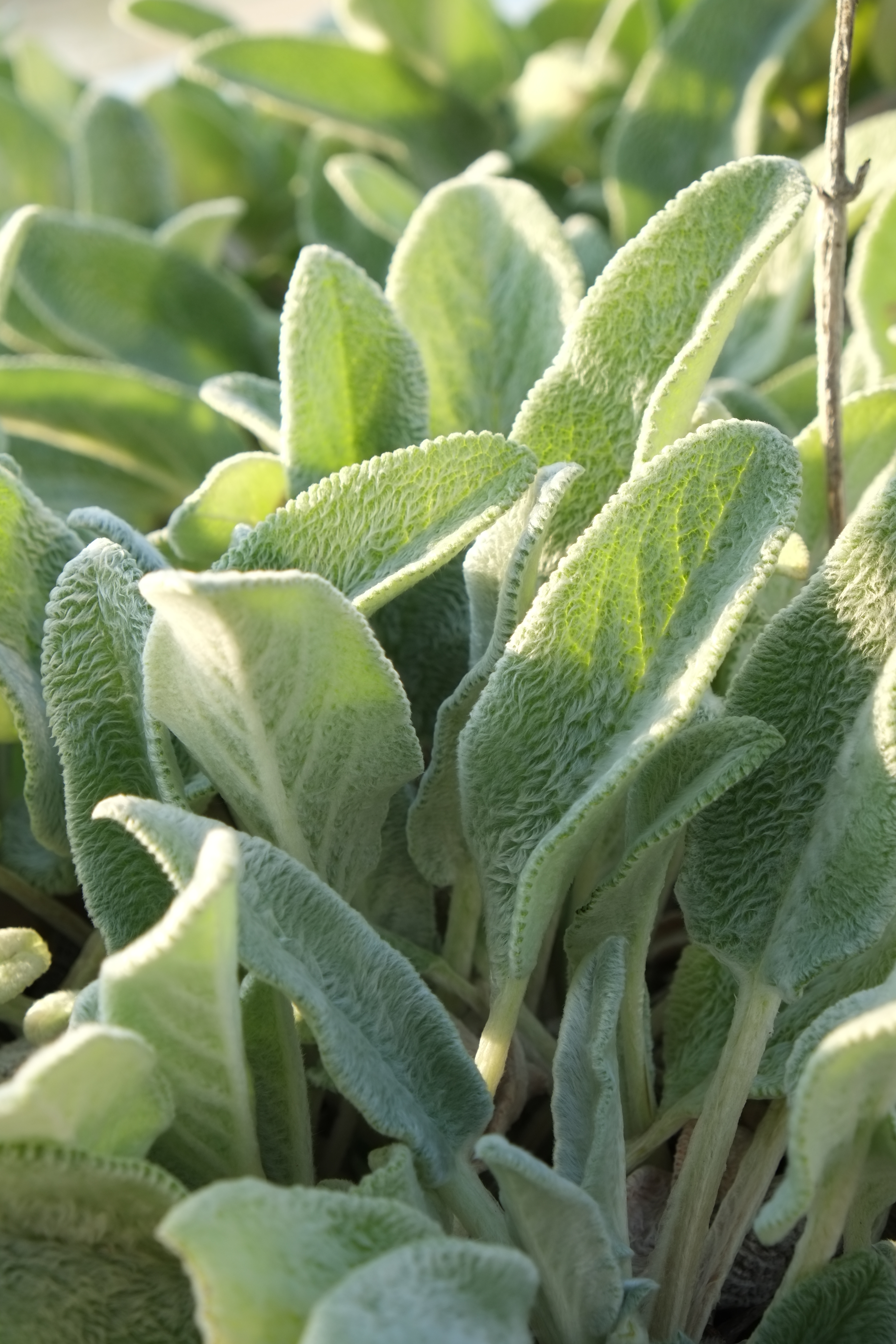 <b>X-E1 / XF 18-55m-m F2.8-4 R LM OIS / 約3.9MB / 3,264×4,896 / 1/85秒 / F8 / +0.3EV / ISO200 / 絞り優先AE / WB：オート / 55mm / フィルムシミュレーション：PROVIA</b>