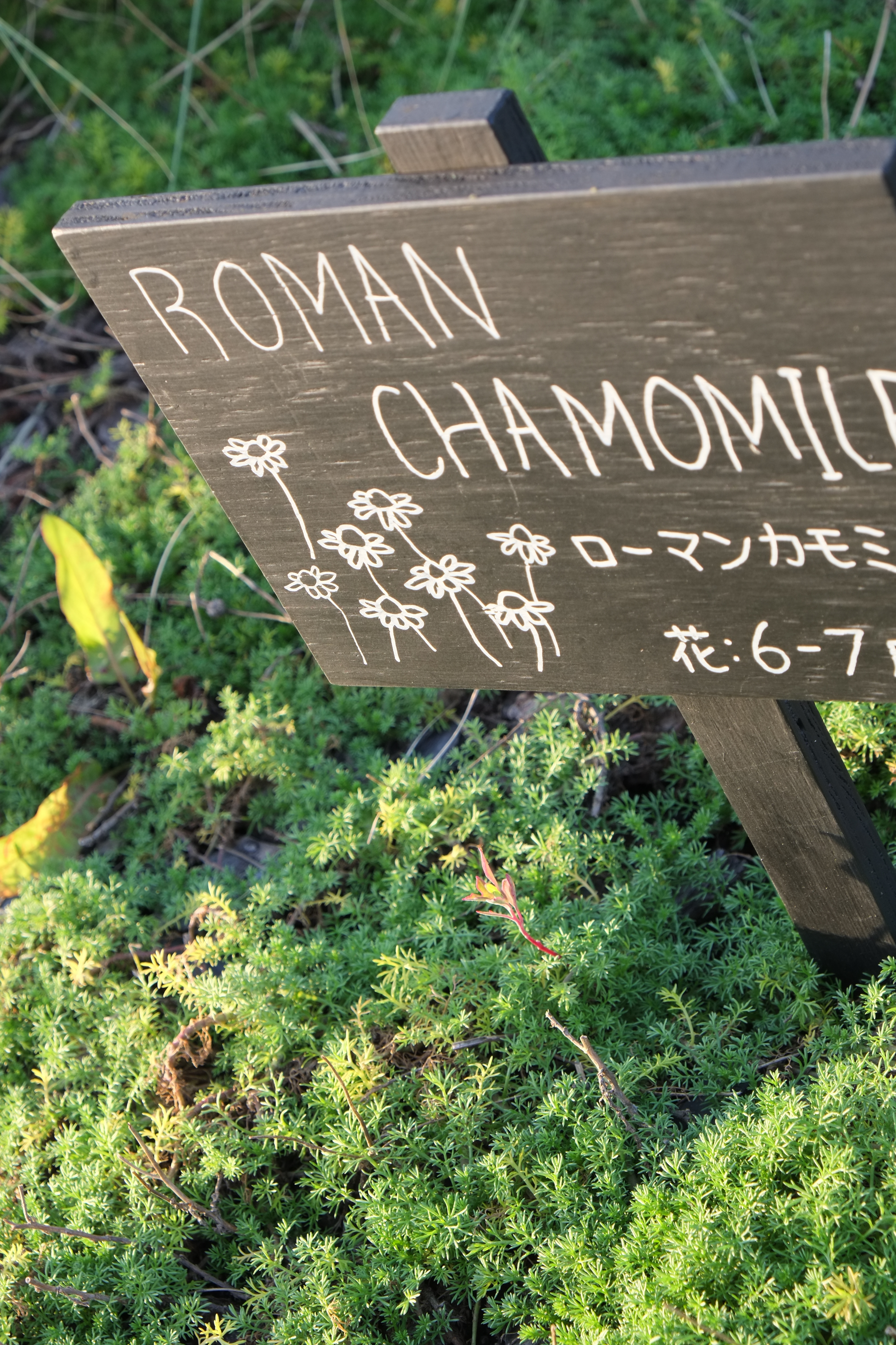 <b>X-E1 / XF 18-55m-m F2.8-4 R LM OIS / 約6.2MB / 3,264×4,896 / 1/60秒 / F8 / 0EV / ISO400 / 絞り優先AE / WB：オート / 55mm / フィルムシミュレーション：PROVIA</b>