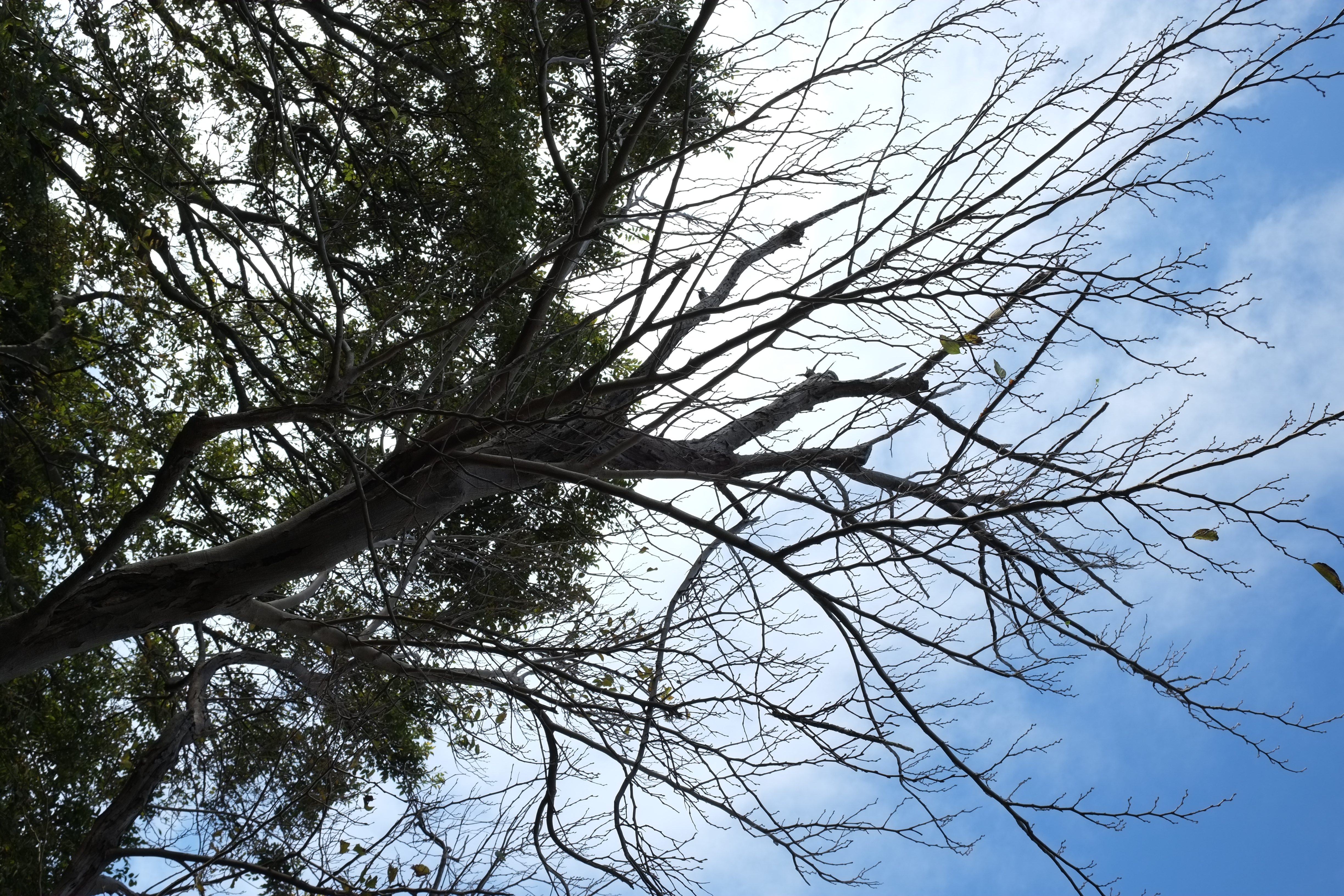 <b>X-E1 / XF 18-55m-m F2.8-4 R LM OIS / 約6.8MB / 4,896×3,264 / 1/250秒 / F8 / +0.7EV / ISO200 / 絞り優先AE / WB：オート / 25.4mm / フィルムシミュレーション：PROVIA</b>