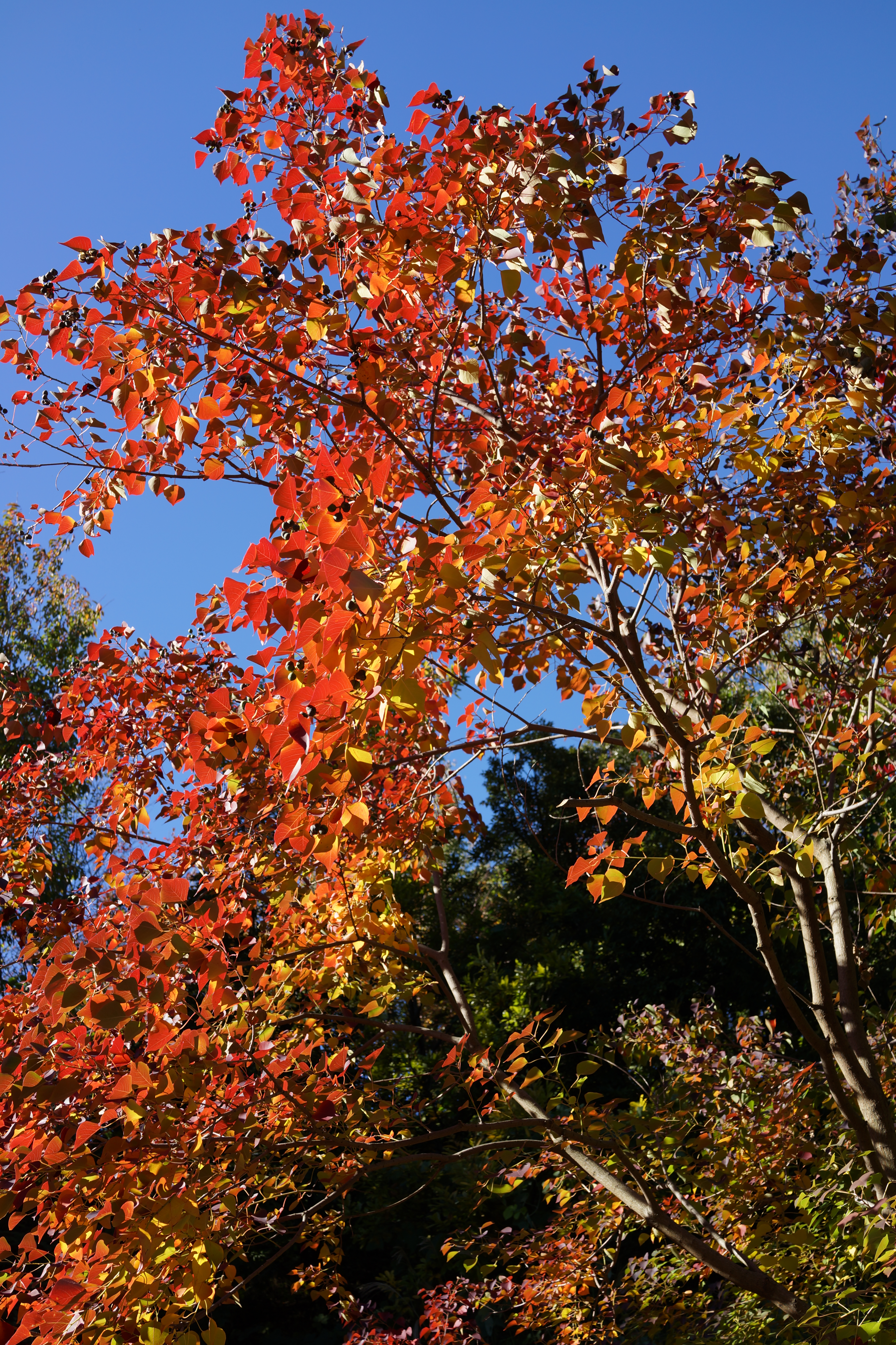 <b>DSC-RX1 / 約18MB / 4,000×6,000 / 1/160秒 / F8 / 0EV / ISO100 / 35mm</b>