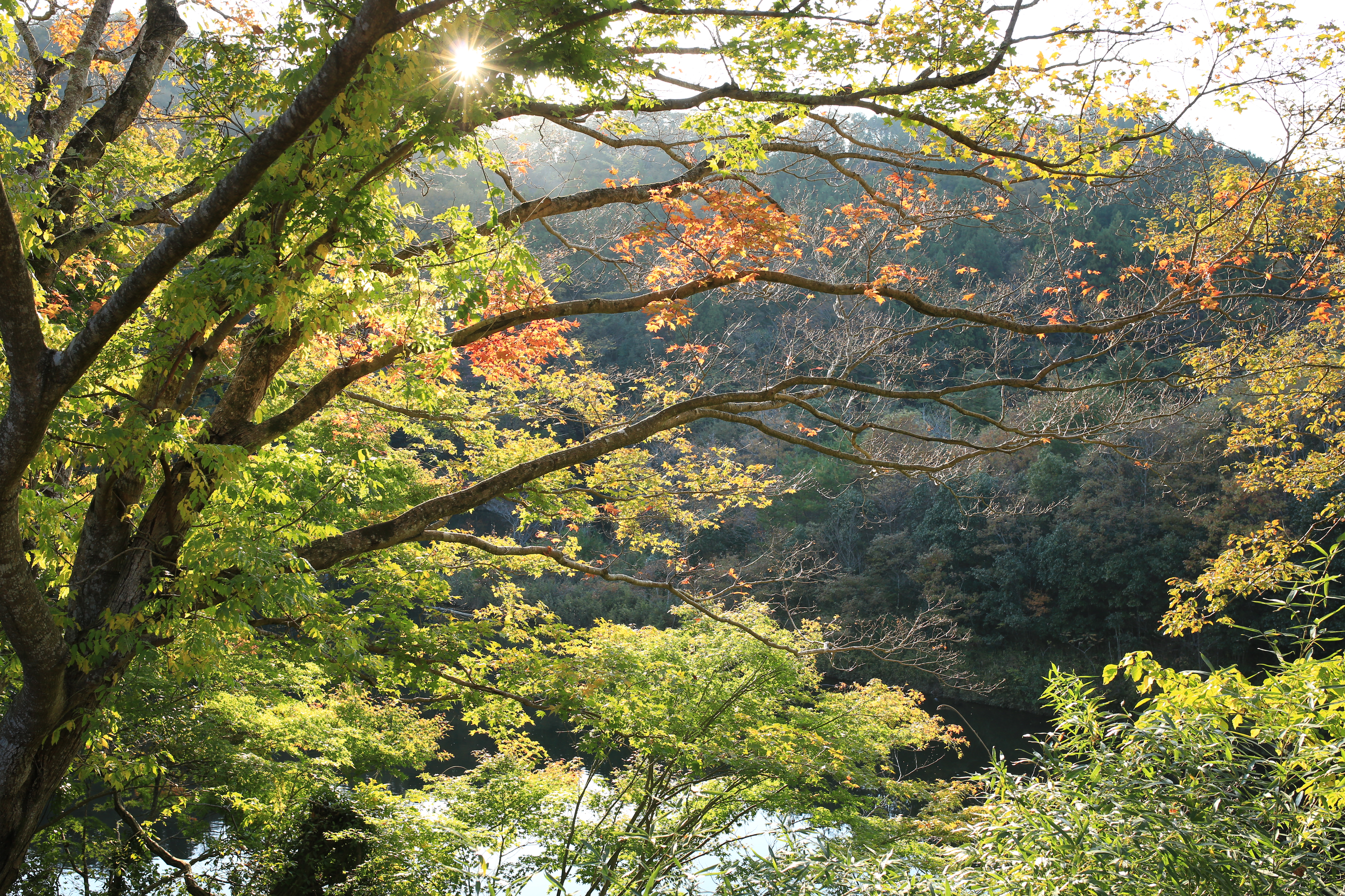 <b>EOS 5D Mark III / 35mm F1.4 DG HSM / 約18MB / 5,760×3,840 / 1/200秒 / F5.6 / +0.3EV / ISO400 / 絞り優先AE / WB：太陽光 / 35mm</b>