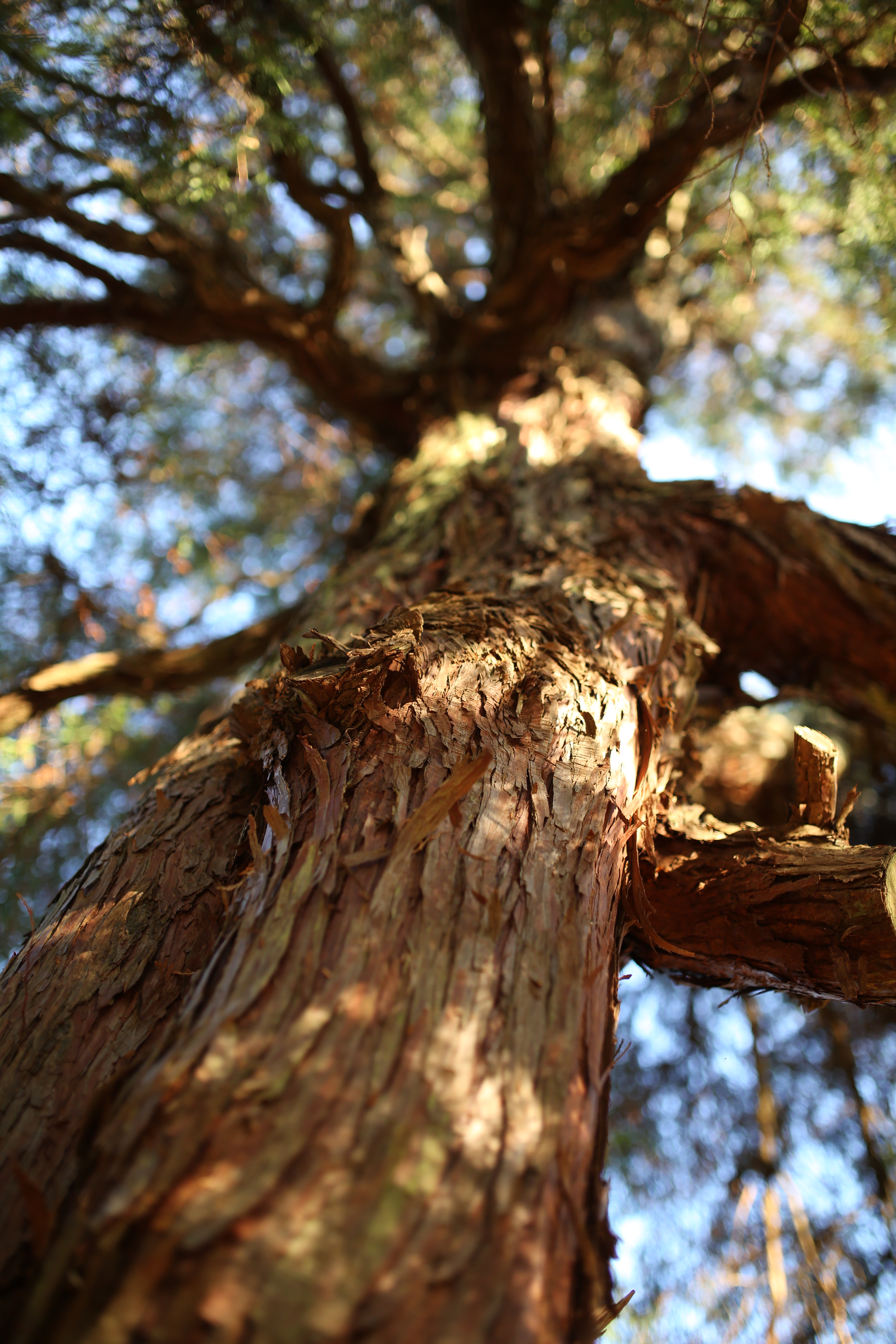 <b>EOS 5D Mark III / 35mm F1.4 DG HSM / 約6.5MB / 3,840×5,760 / 1/500秒 / F1.6 / -0.3EV / ISO400 / 絞り優先AE / WB：太陽光 / 35mm</b>