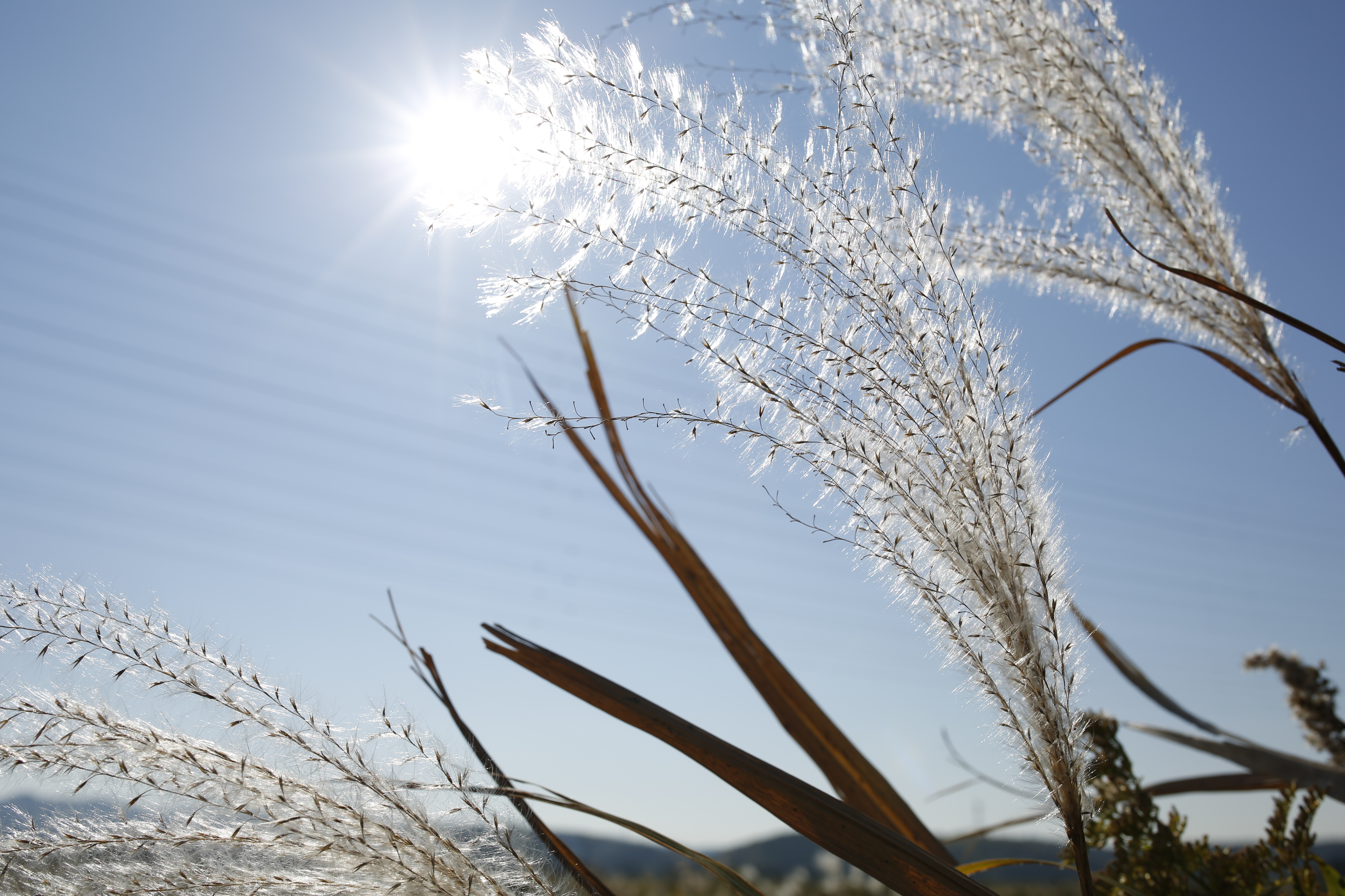 <b>EOS 5D Mark III / 35mm F1.4 DG HSM / 約6.6MB / 5,760×3,840 / 1/800秒 / F8 / +1EV / ISO100 / 絞り優先AE / WB：太陽光 / 35mm</b>