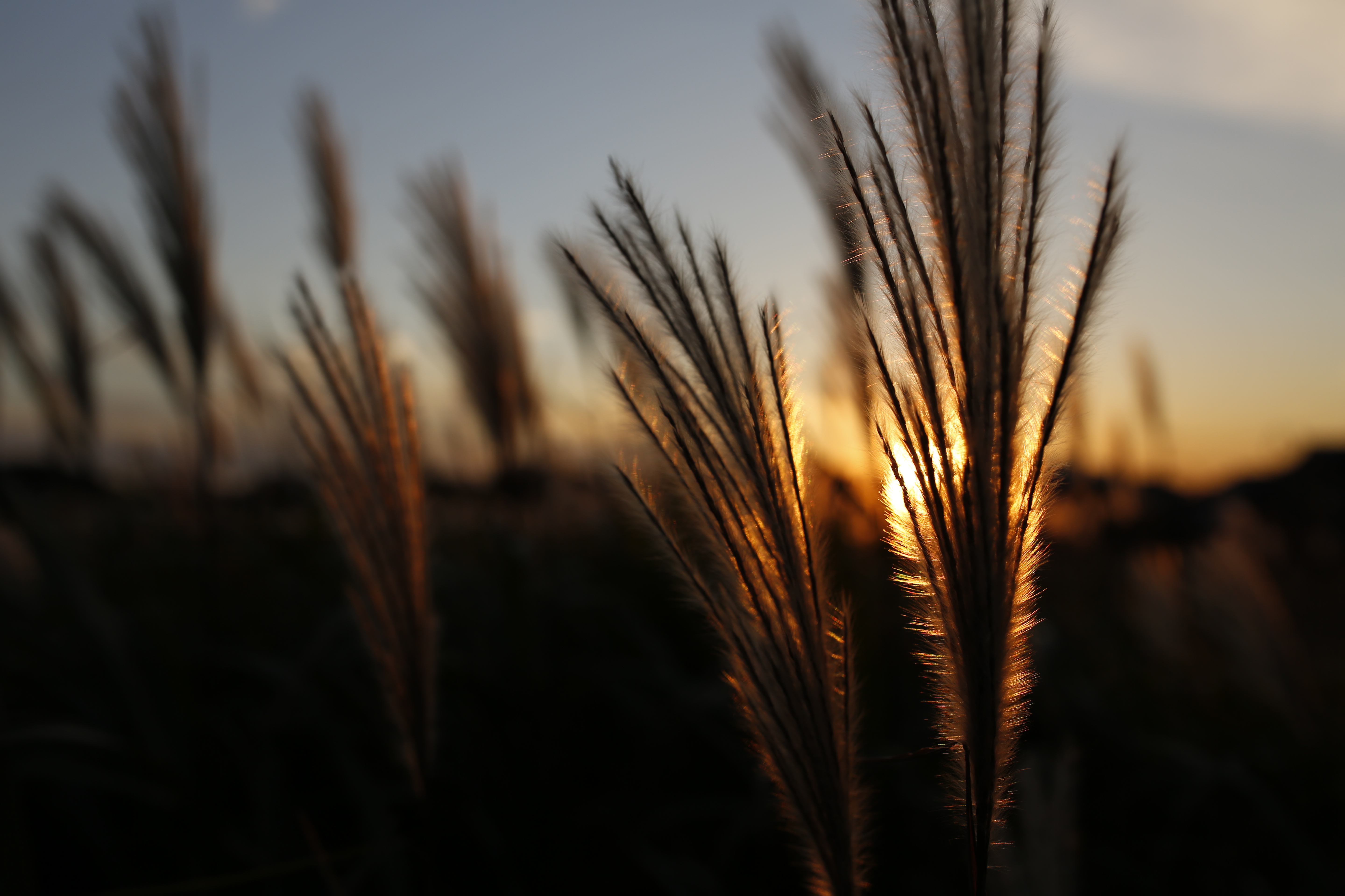 <b>EOS 5D Mark III / 35mm F1.4 DG HSM / 約4.2MB / 5,760×3,840 / 1/1000秒 / F4.5 / 0EV / ISO200 / 絞り優先AE / WB：オート / 35mm</b>