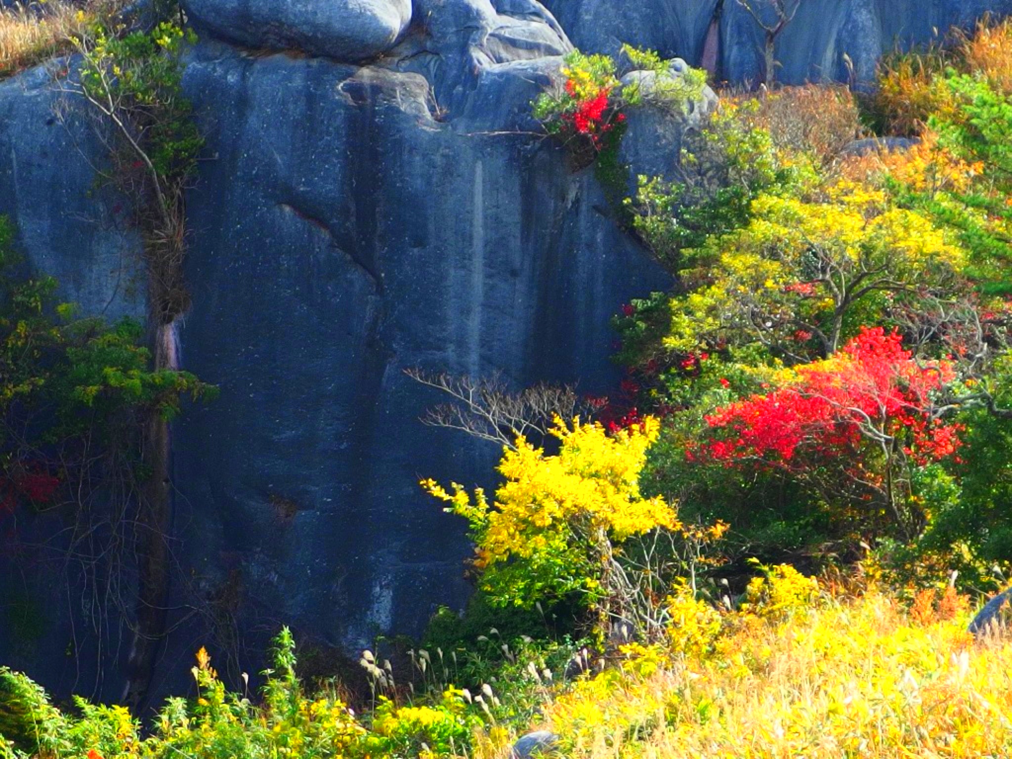 <b>平尾台の紅葉。ポップアート。</b>