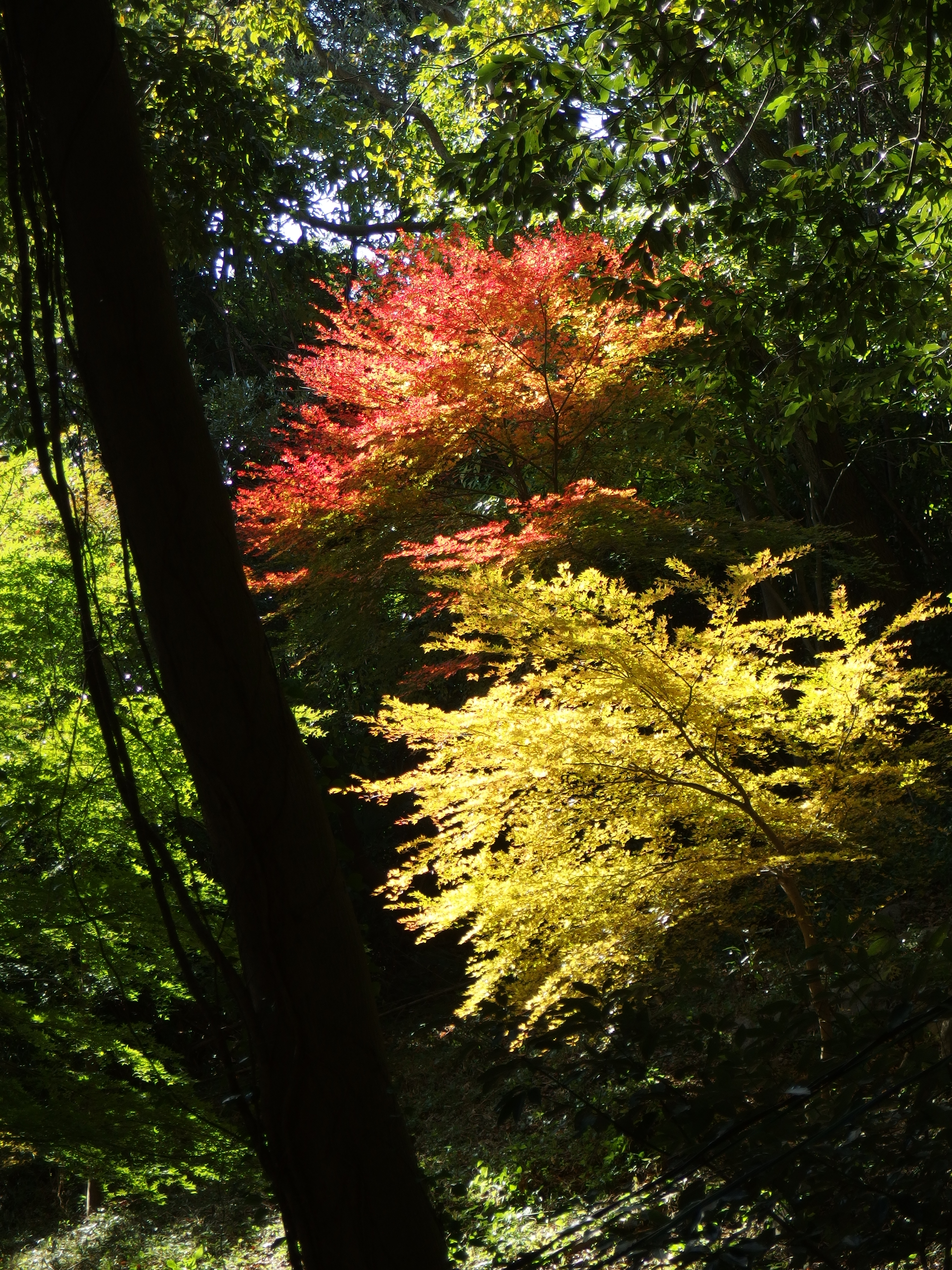 <b>北九州も今年は紅葉が遅かった。XZ-2 / 約7.9MB / 2,976×3,968 / 1/50秒 / F2.5 / -0.3EV / ISO100 / WB:晴天 / 17.4mm</b>