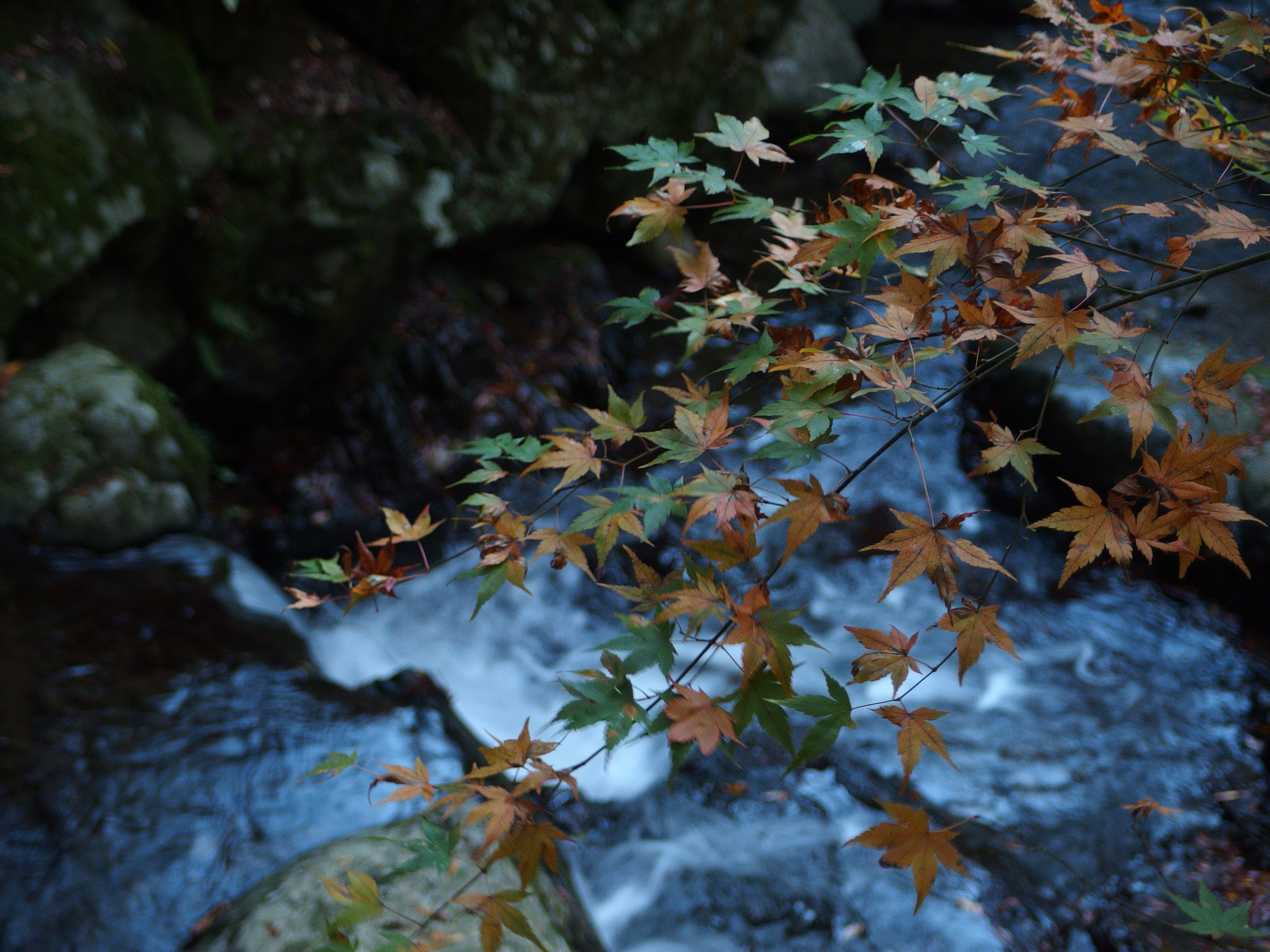 <b>残念ながらもみじの紅葉はまだ。XZ-2 / 約7.3MB / 3,968×2,976 / 1/8秒 / F2.3 / -1.0EV / ISO400 / WB:晴天 / 16.7mm</b>