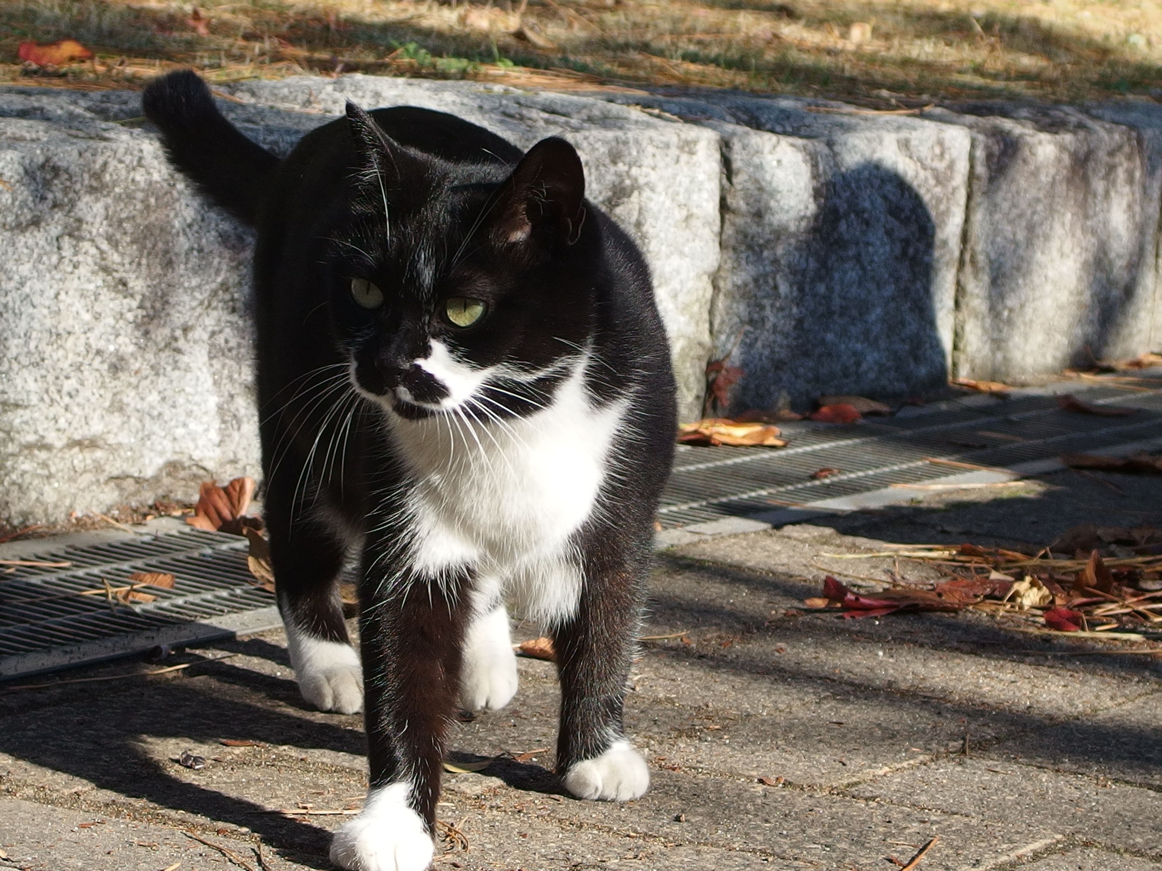 <b>2日目。北九州ではとにかく猫をよく目にした。写真は小倉城庭園にいた猫で殿様のように堂々としていた。デジタルテレコン使用。XZ-2 / 約5.4MB / 3,968×2,976 / 1/640秒 / F2.8 / 0.0EV / ISO100 / WB:オート / 12mm</b>