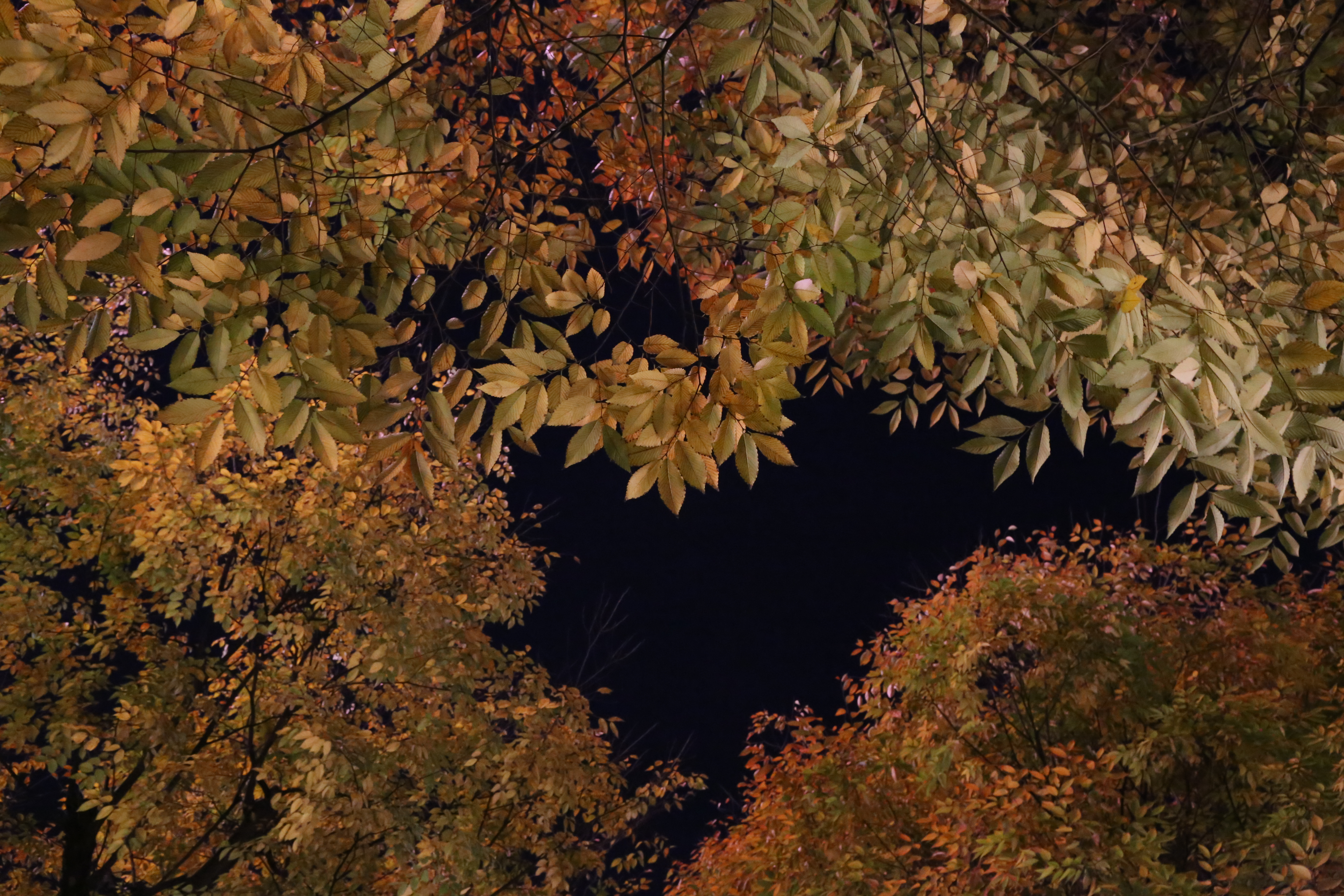 <b>EOS 6D / EF 24-105mm F4 L IS USM / 約7.7MB / 5,472×3,648 / 1/15秒 / F8 / 0EV / ISO12800 / 32mm</b>