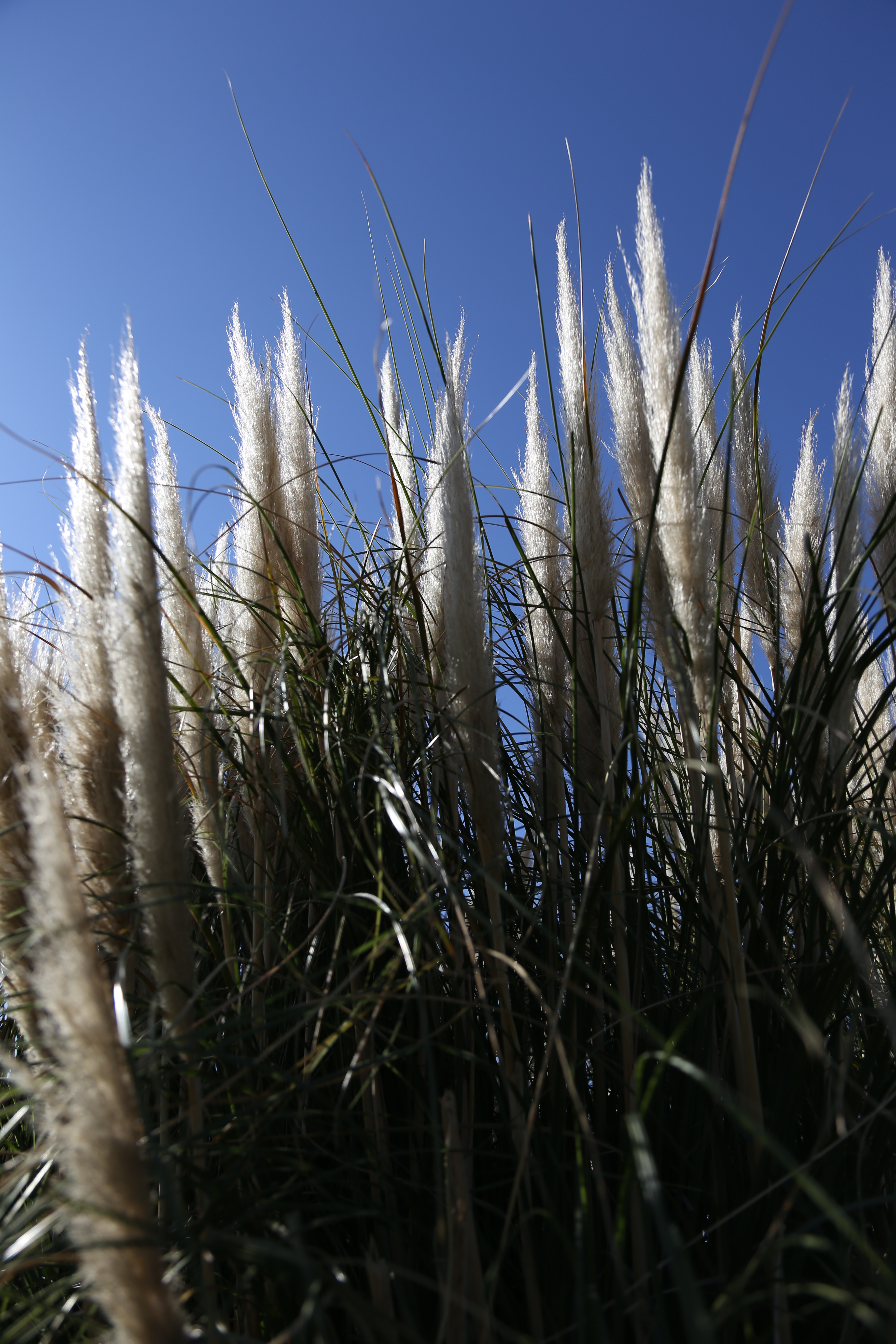 <b>EOS 6D / EF 24-105mm F4 L IS USM / 約5.6MB / 3,648×5,472 / 1/1,000秒 / F4.5 / +0.7EV / ISO100 / 28mm</b>