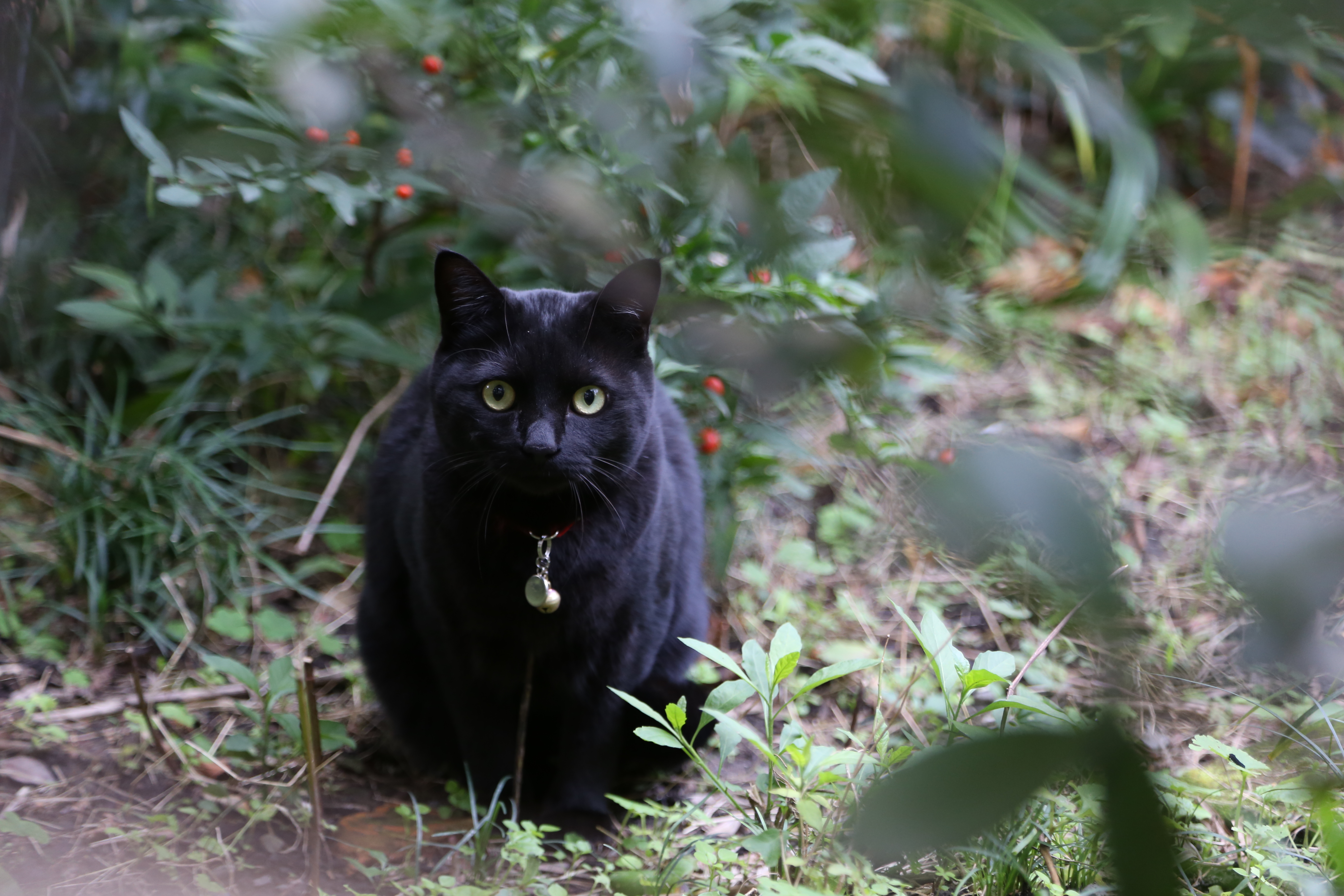 <b>EOS 6D / EF 24-105mm F4 L IS USM / 約5MB / 5,472×3,648 / 1/125秒 / F4 / -0.7EV / ISO1250 / 105mm</b>