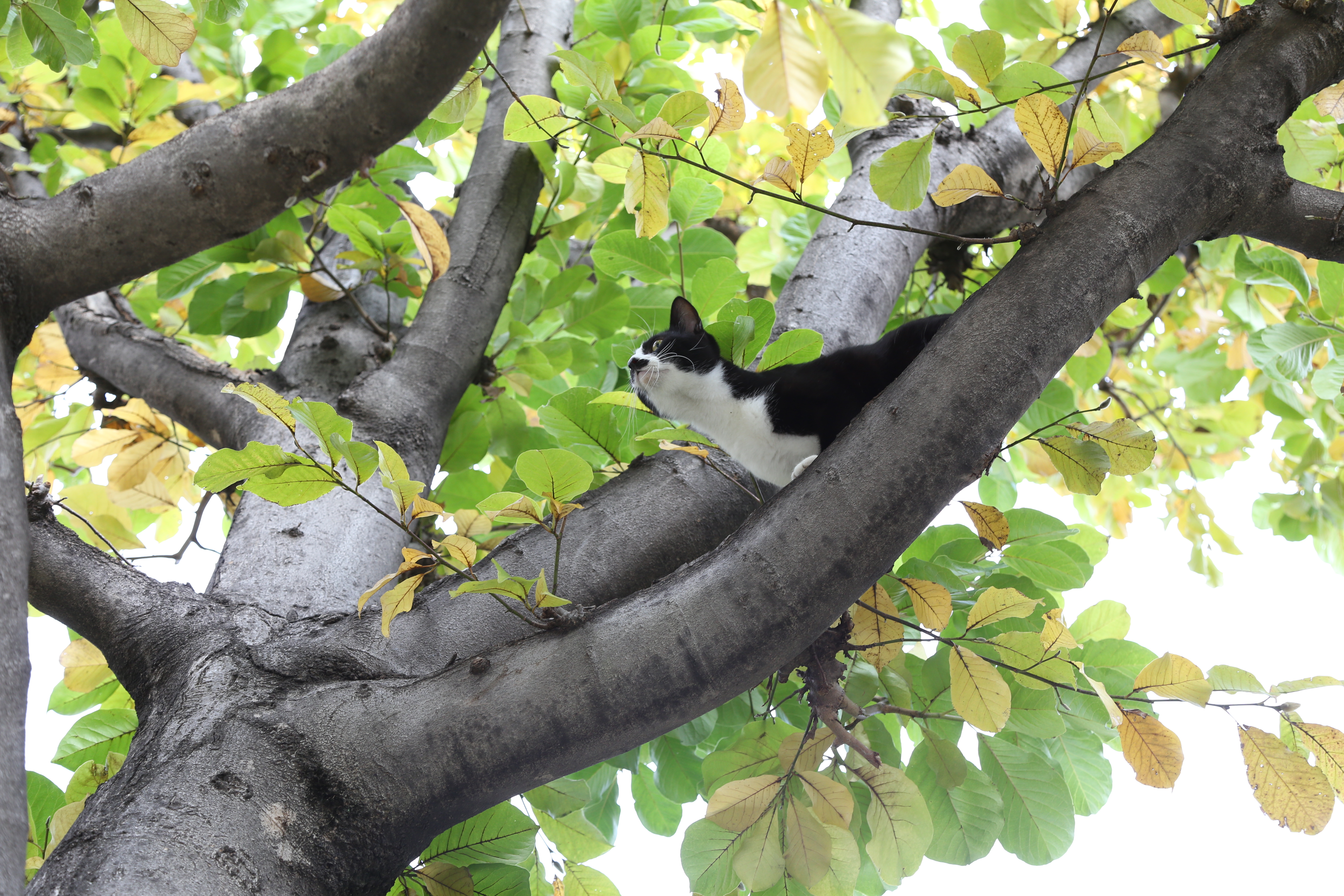 <b>EOS 6D / EF 24-105mm F4 L IS USM / 約7.1MB / 5,472×3,648 / 1/60秒 / F5.6 / +0.7EV / ISO500 / 58mm</b>