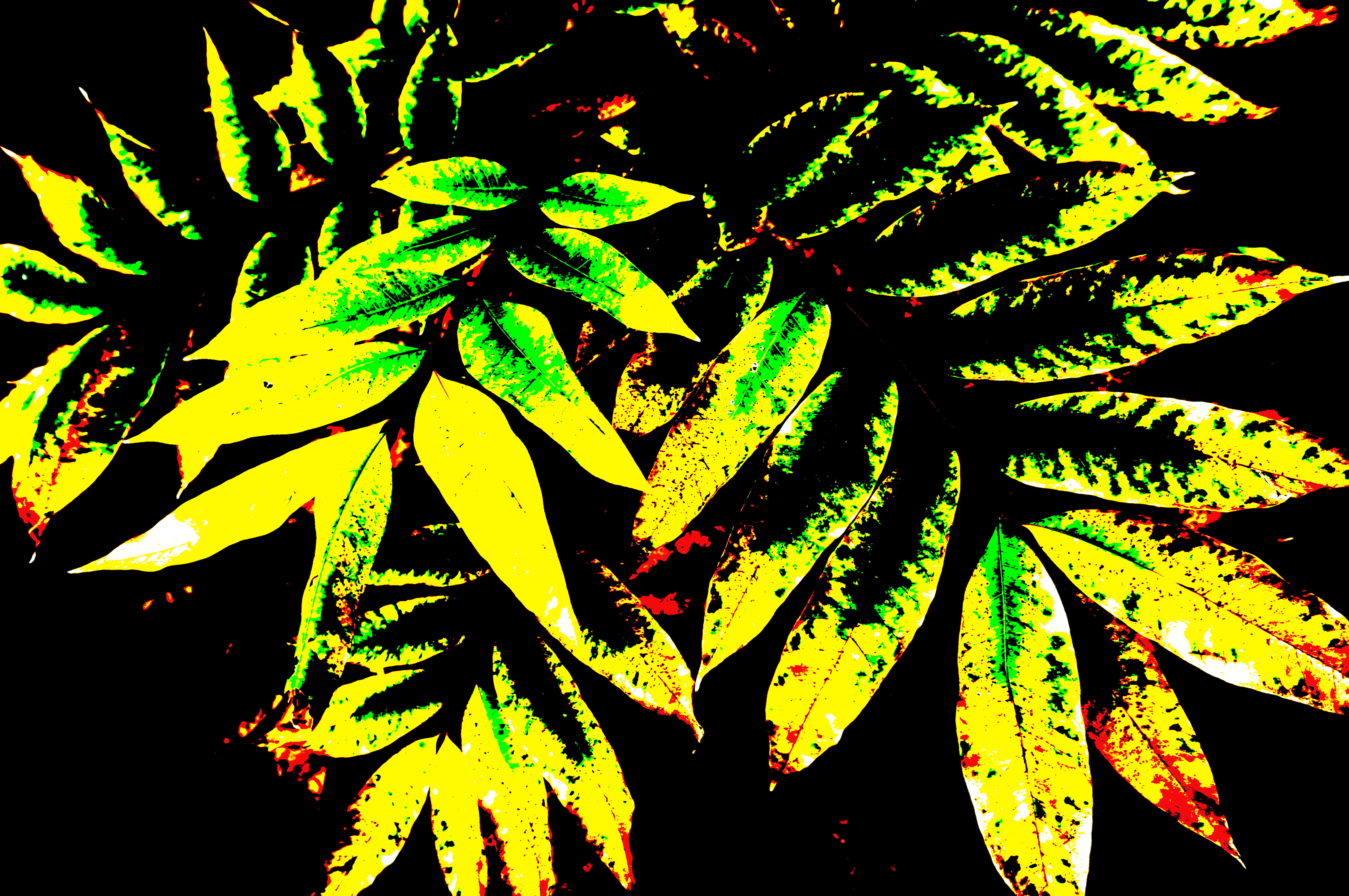 NEX-6 / E PZ 16-50mm F3.5-5.6 OSS / 約5.4MB / 4,912×3,264 / 1/60秒 / F5 / -0.3EV / ISO125 / 絞り優先AE / WB：太陽光 / 18mm / ピクチャーエフェクト：ポスタリゼーション（カラー）