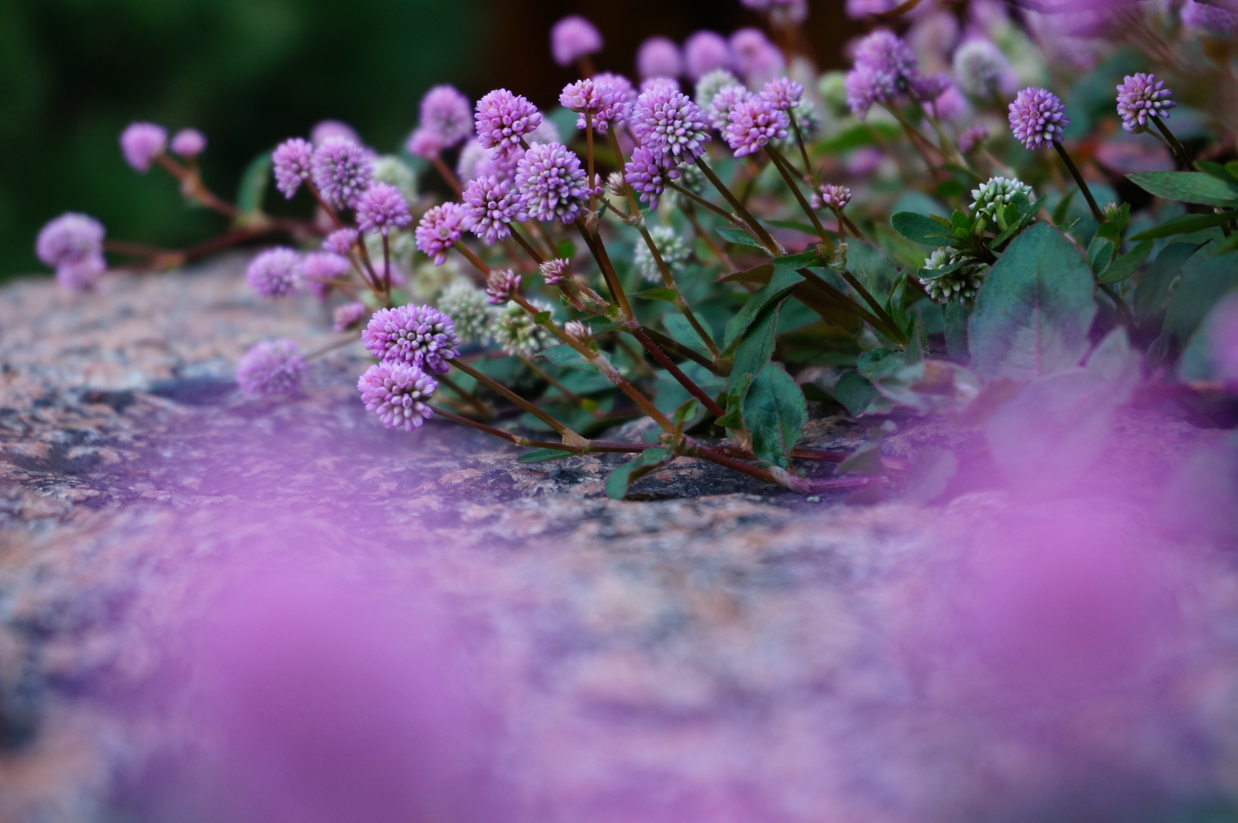 NEX-6 / E PZ 16-50mm F3.5-5.6 OSS / 約3.5MB / 4,912×3,264 / 1/80秒 / F5.6 / -0.3EV / ISO500 / 絞り優先AE / WB：太陽光 / 50mm