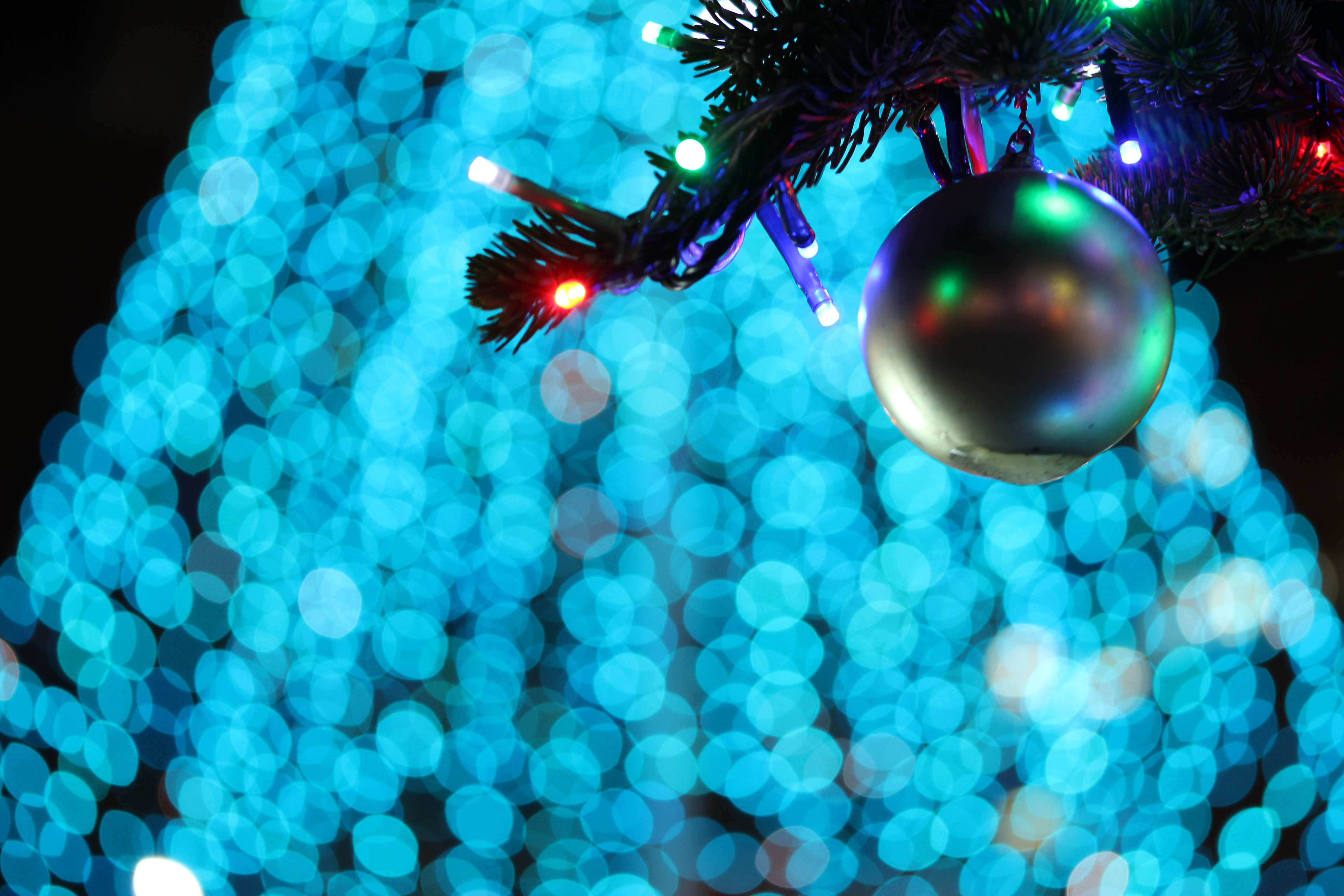 風で枝が揺れるものだから感度はISO400にアップしている。EOS M / EF-S 60mm F2.8 Macro USM / 5,184×3,456 / 1/25秒 / F2.8 / ISO400 / WB:太陽光 / 60mm（96mm相当）