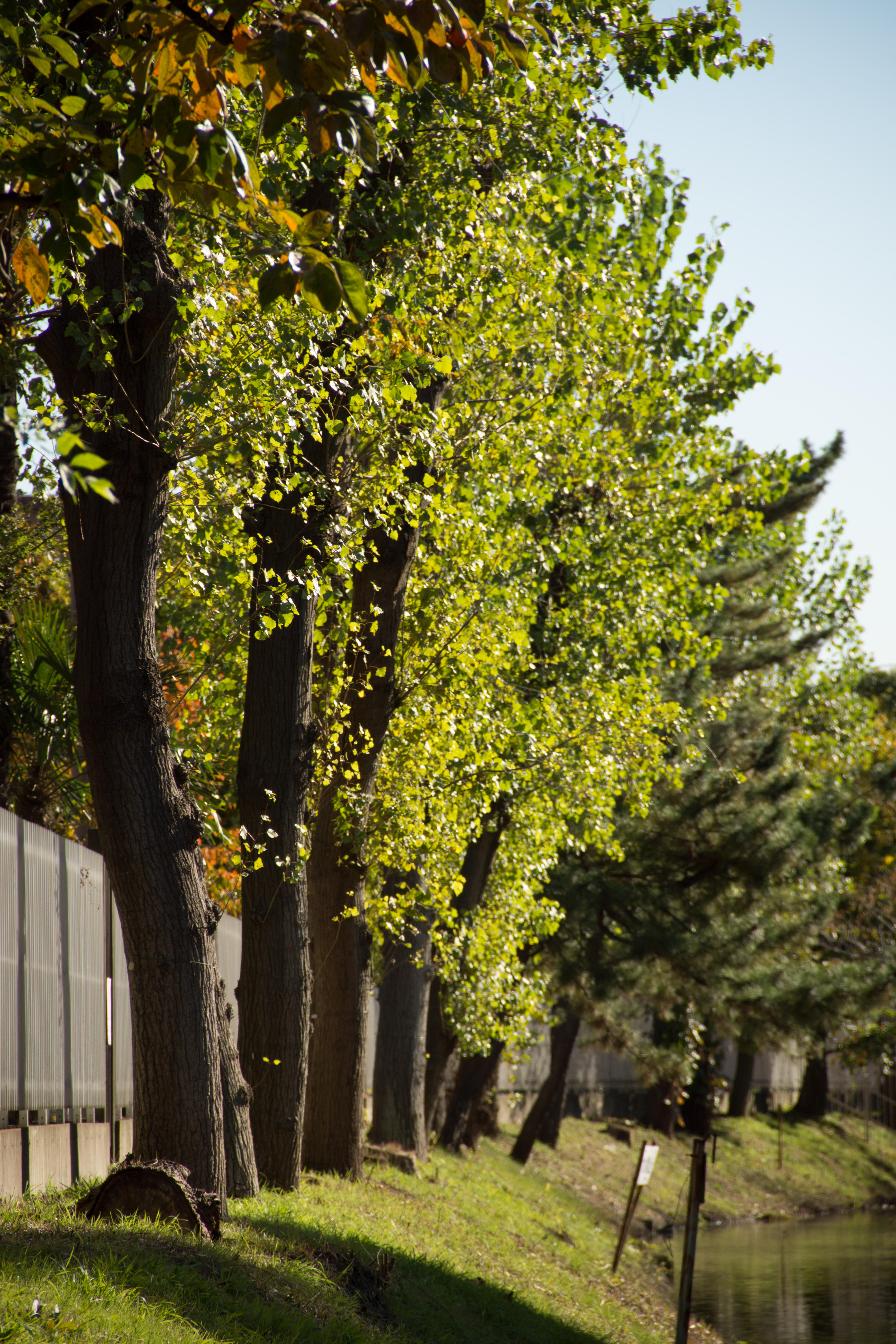 NEX-7 / EF-S 18-135mm F3.5-5.6 IS / 6,000×4,000 / 1/400秒 / F5.6 / 0EV / ISO100 / WB:オート / 135mm