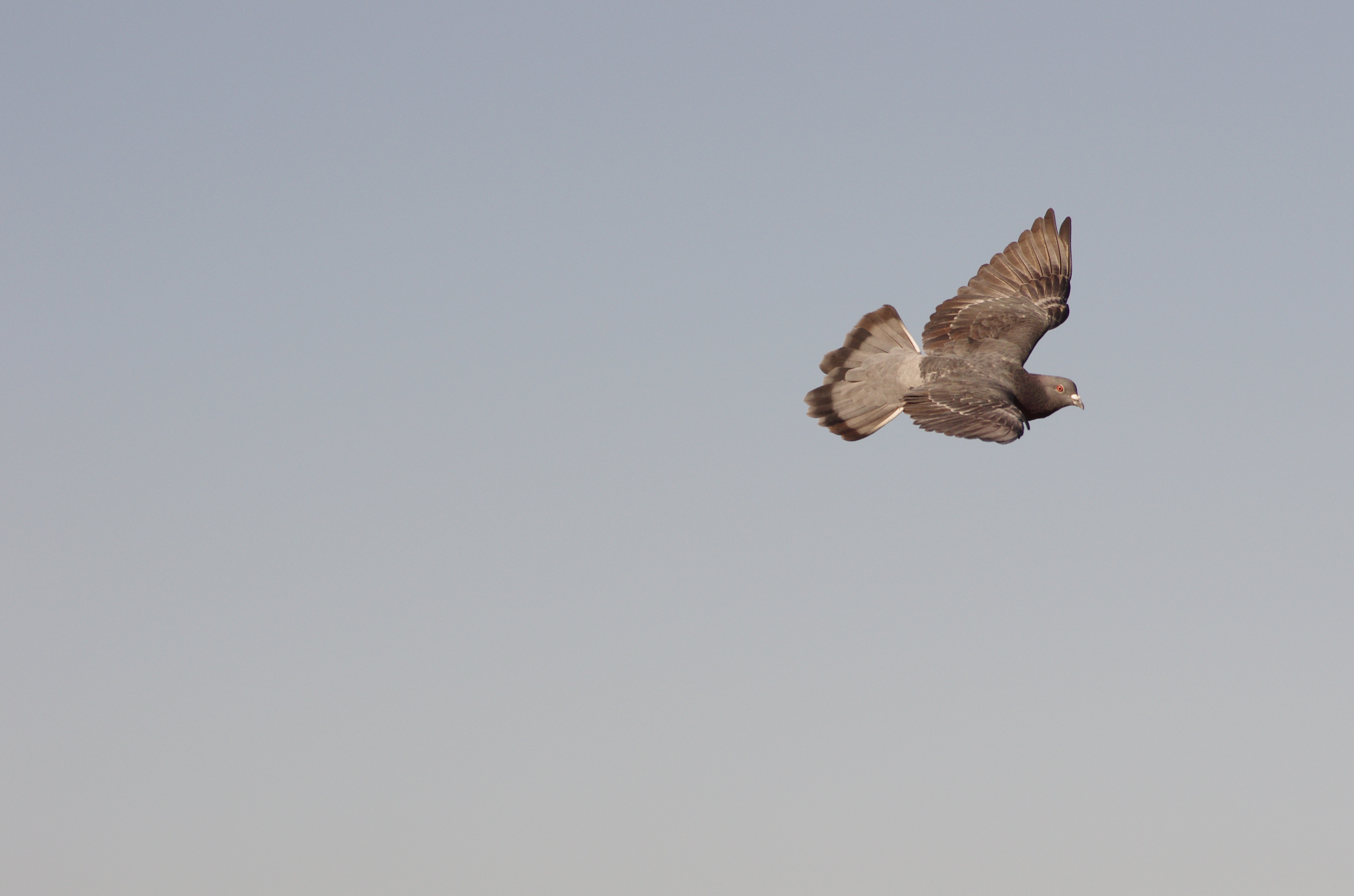 PENTAX K-5 IIs / DA★60-250mm F4 ED [IF] SDM / 約8.7MB / 4,928×3,264 / 1/2000秒 / F7 / 0EV / ISO500 / シャッター&amp;絞り優先 / WB：日陰 / 250mm